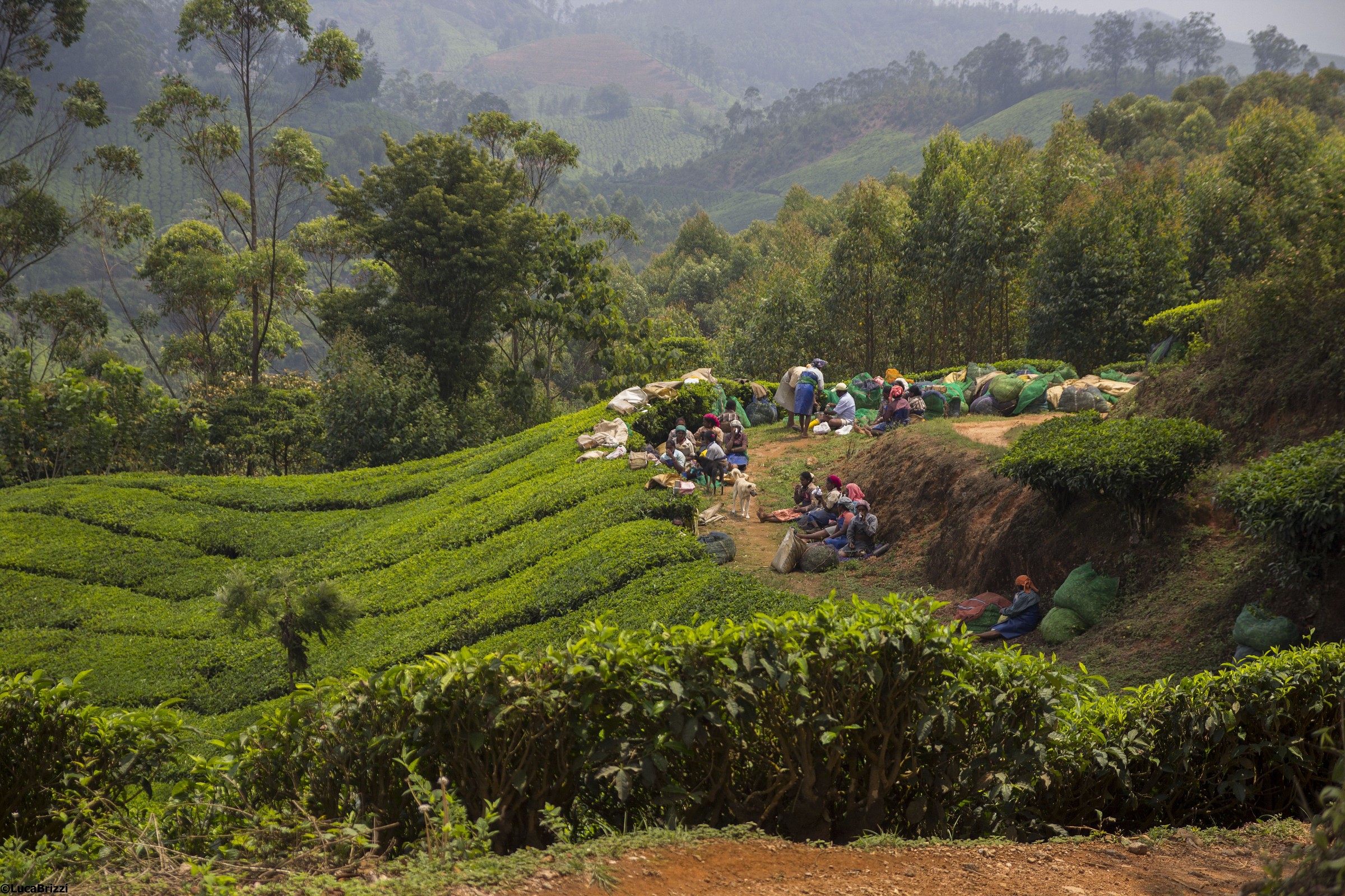 The rest after collection