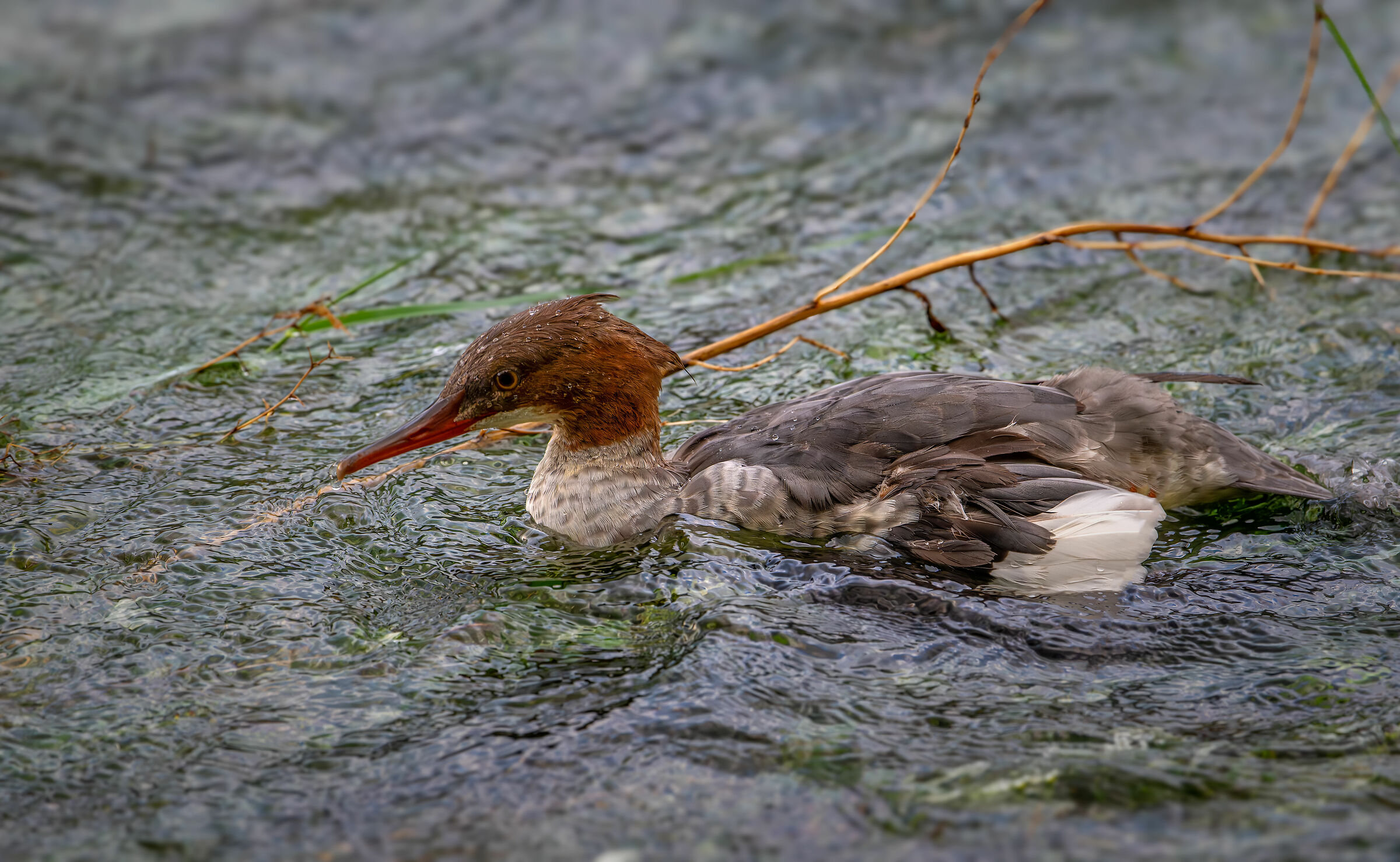 Merganser