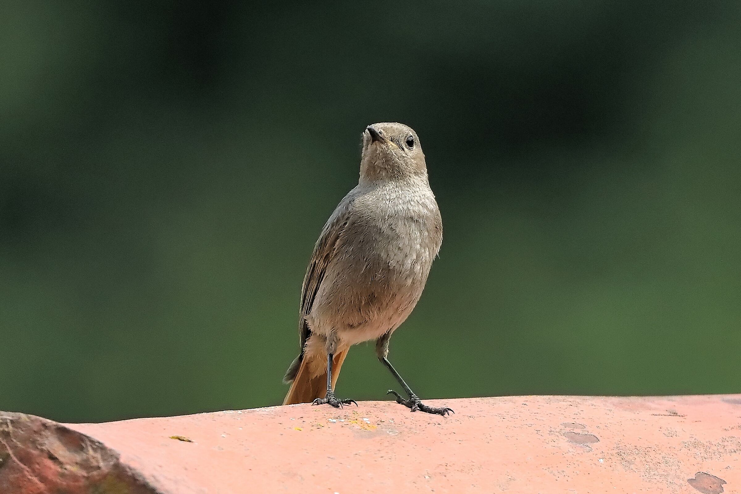 Redstart 30-05-2023
