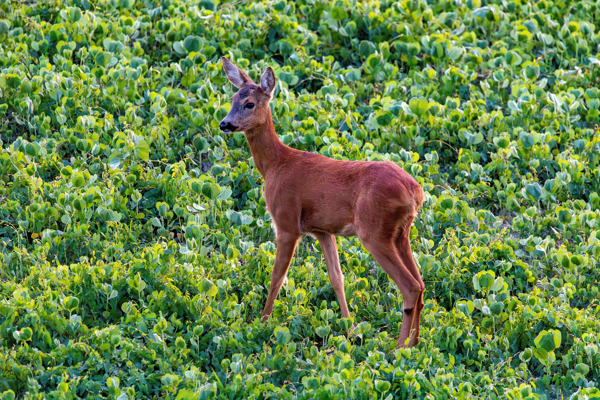 Roe deer
