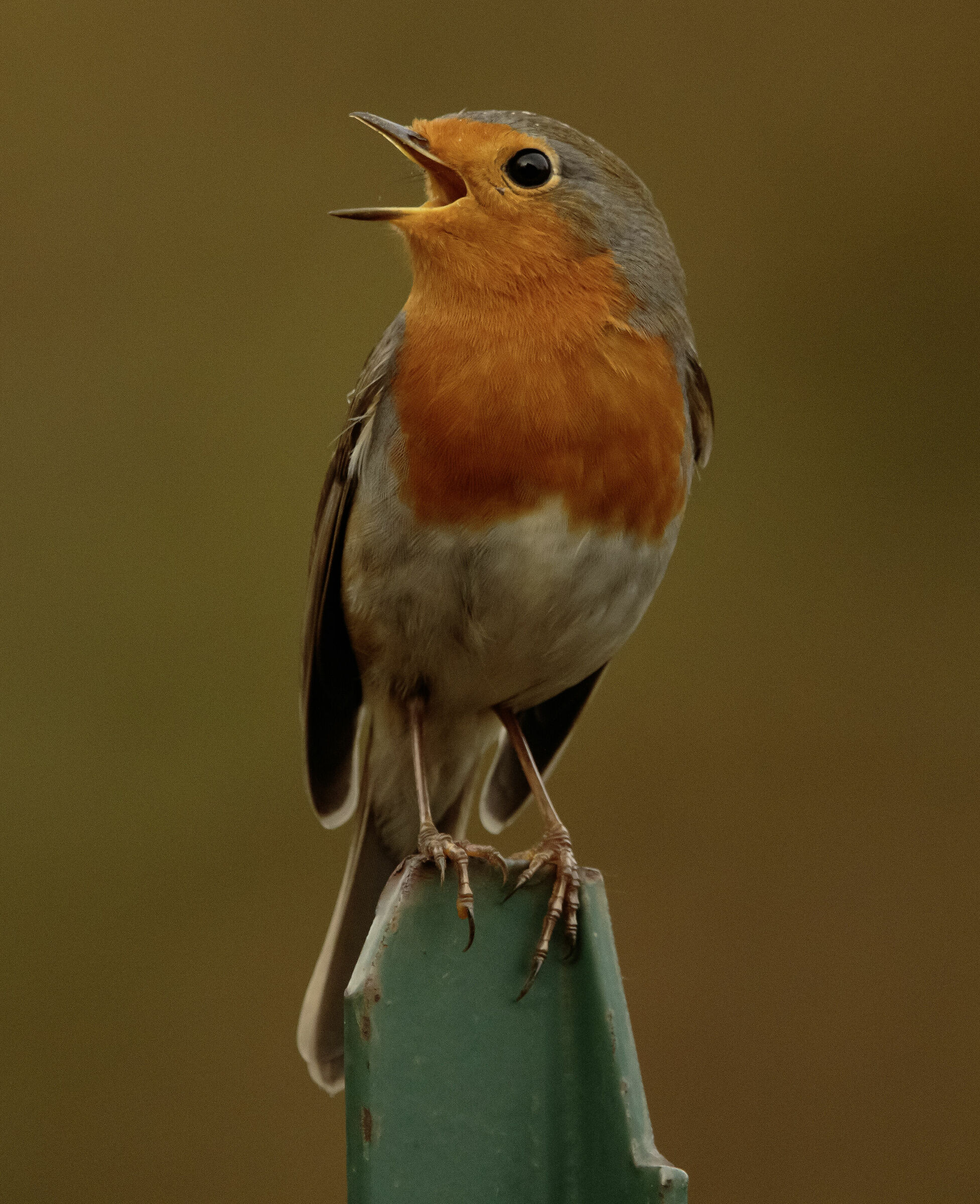 Robin singing Oasi Lipu Cesano M.MB10/10/2023