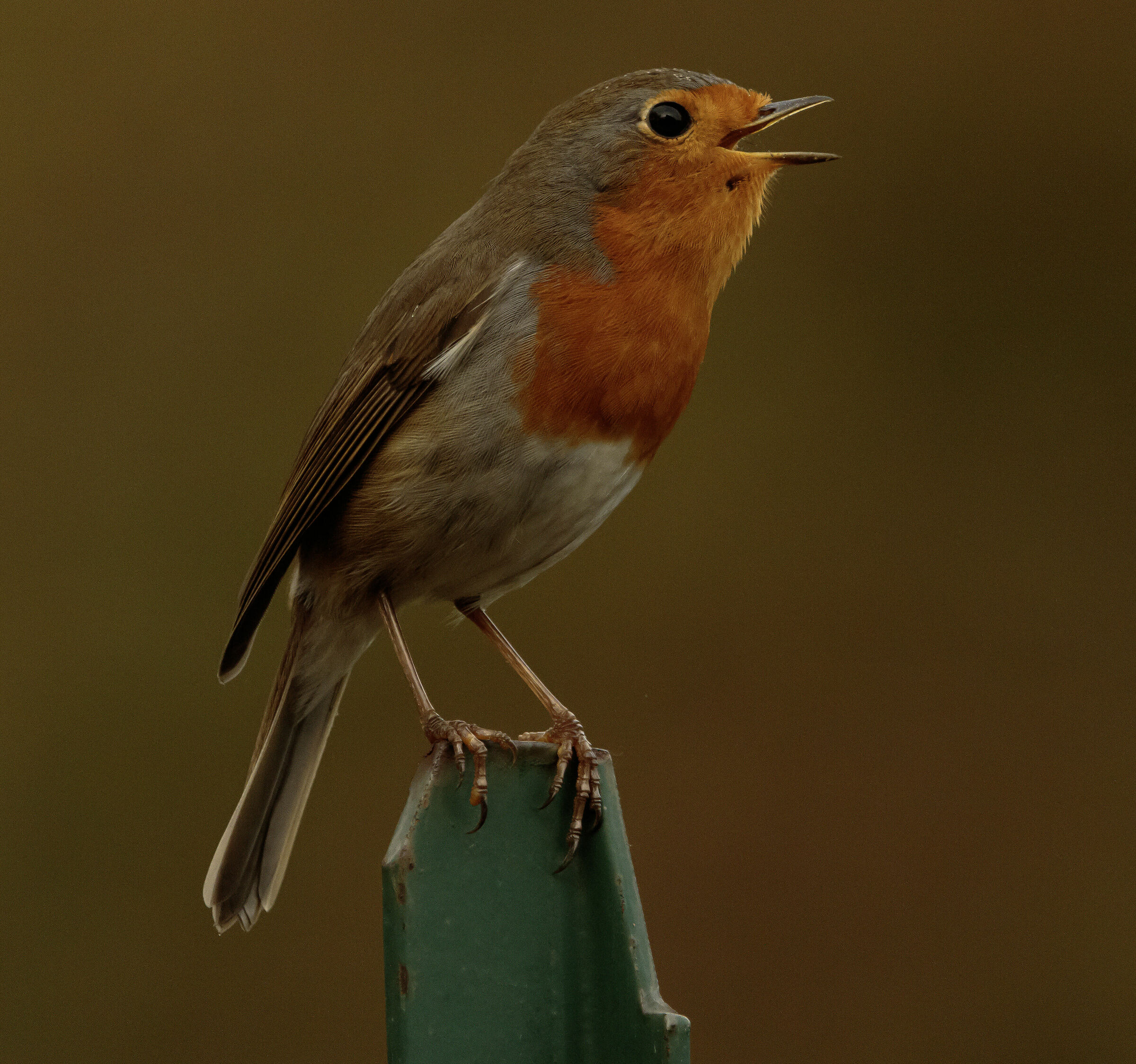 Robin singing Oasi Lipu Cesano m.mb10/10/2023