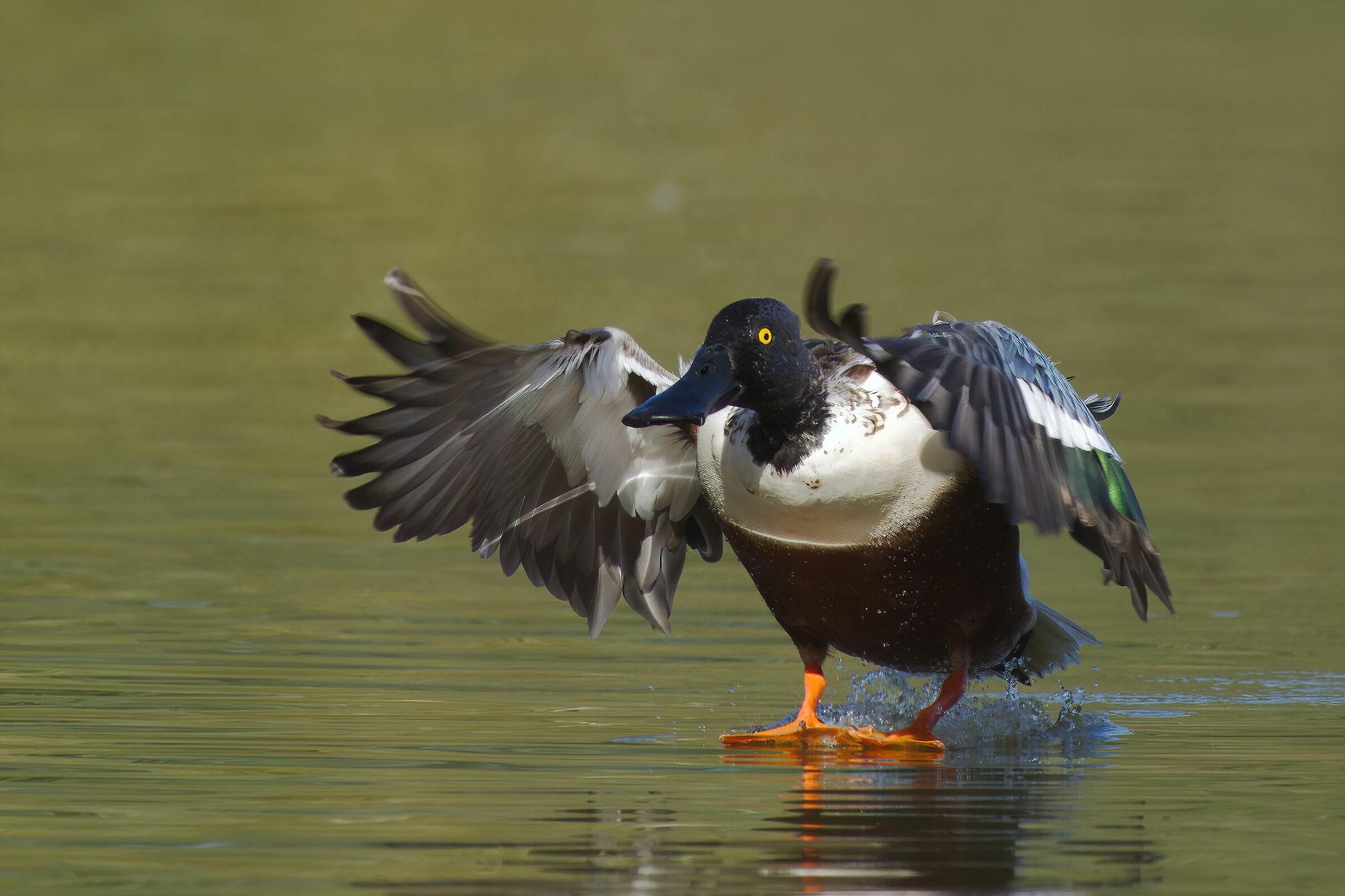 Shoveler ditching (Spatula clypeata)