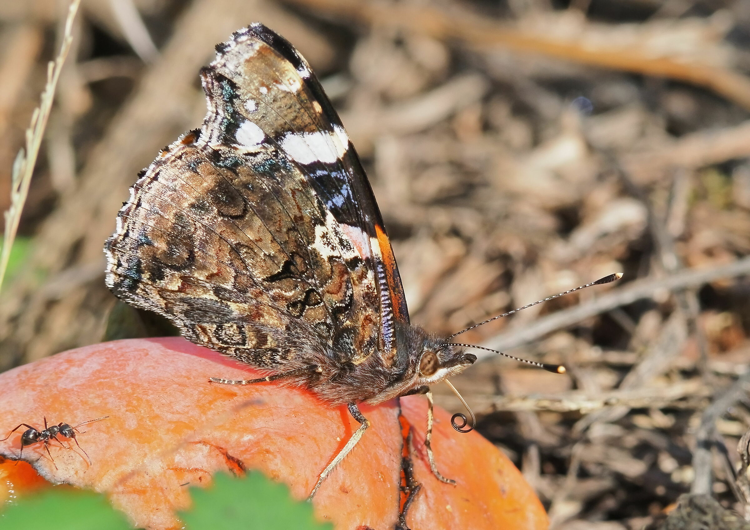 Vanessa Atalanta
