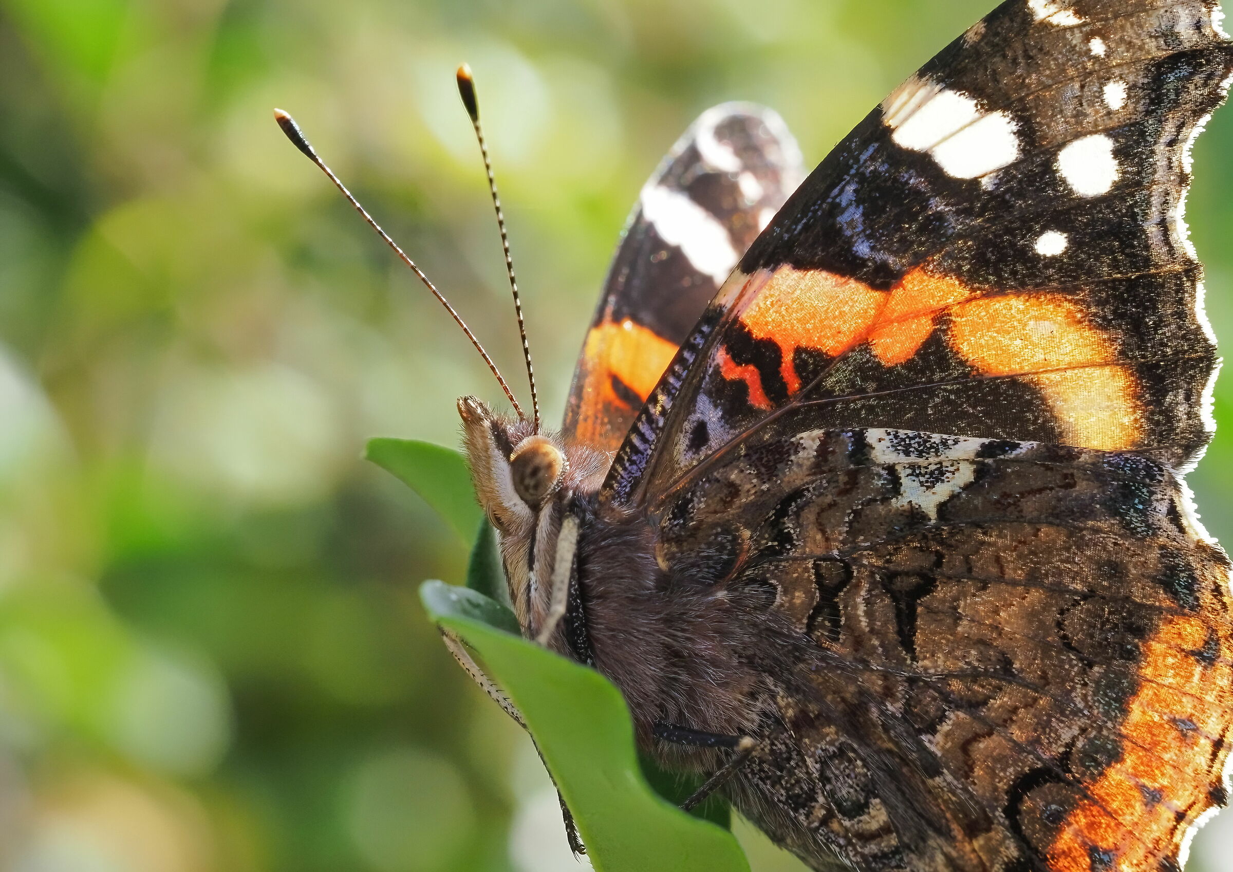 Vanessa Atalanta primo piano