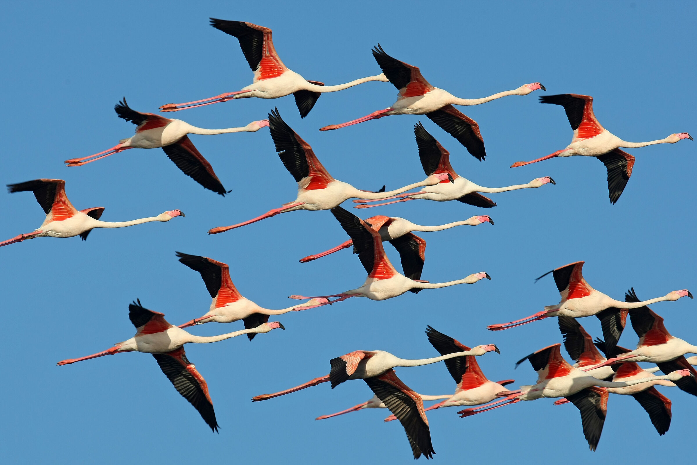 Flock of flamingos