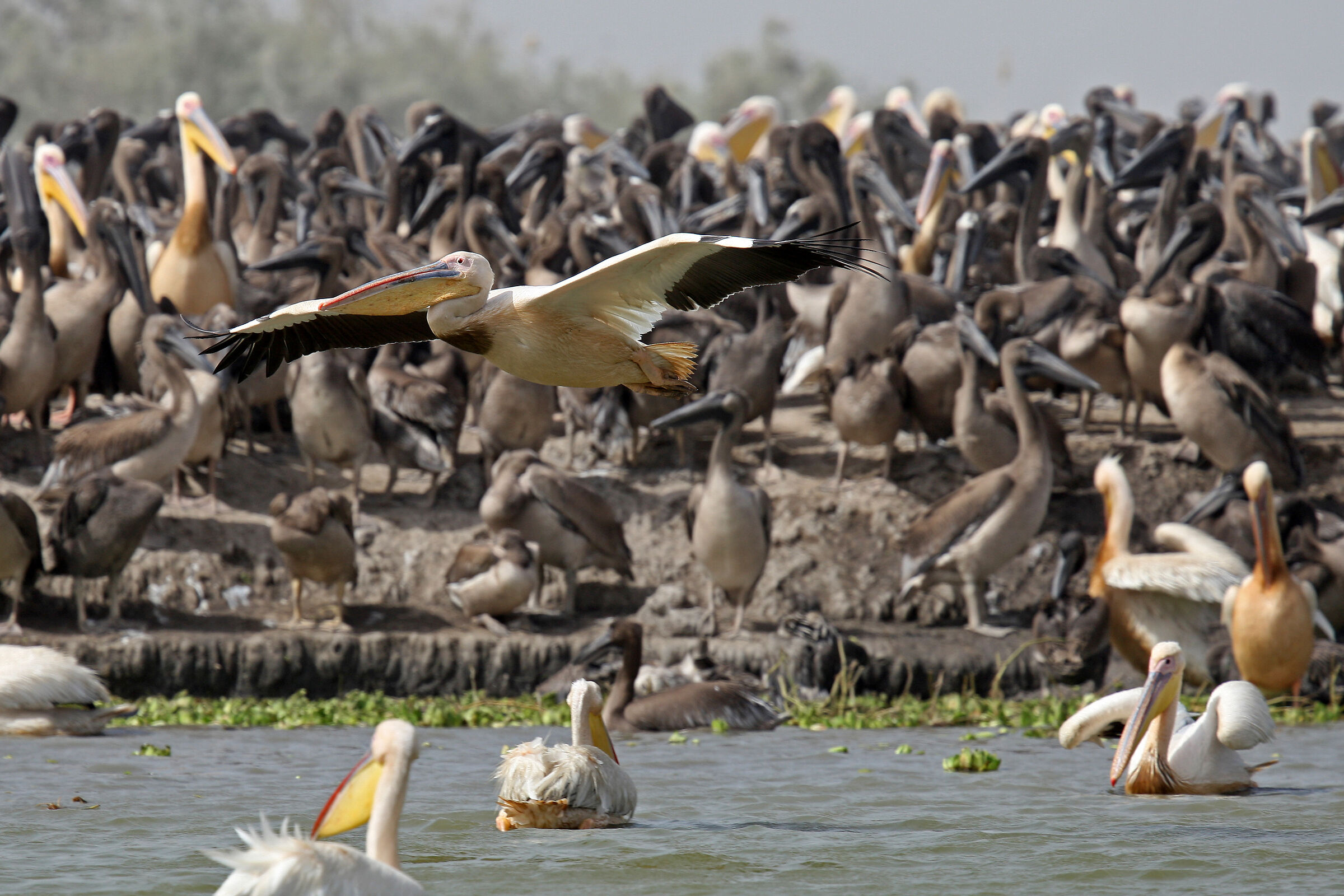 In search of her "little one"