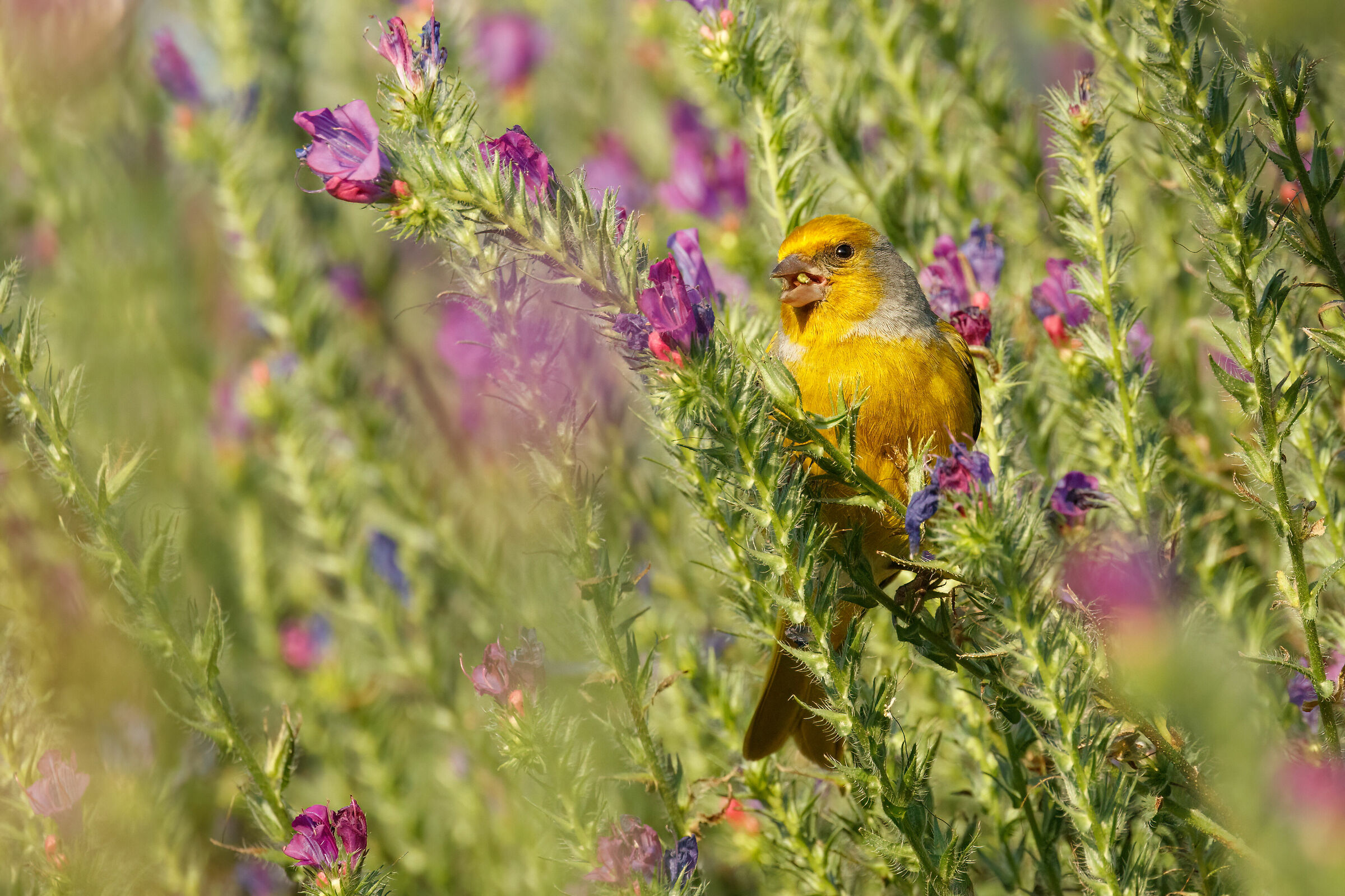 Canarie del Capo - Serinus canicollis (2023)