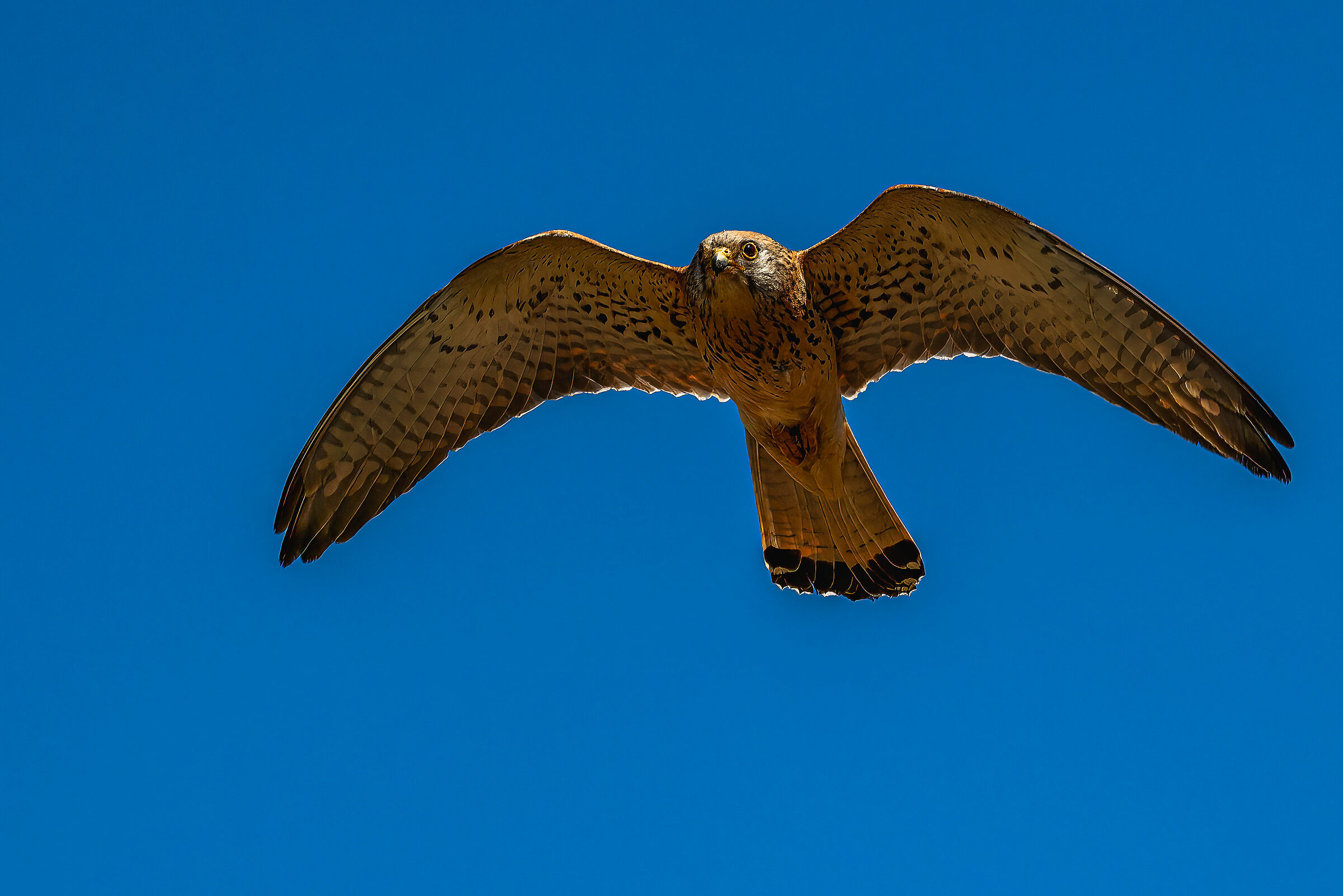 Falco grillaio (Naumanni)