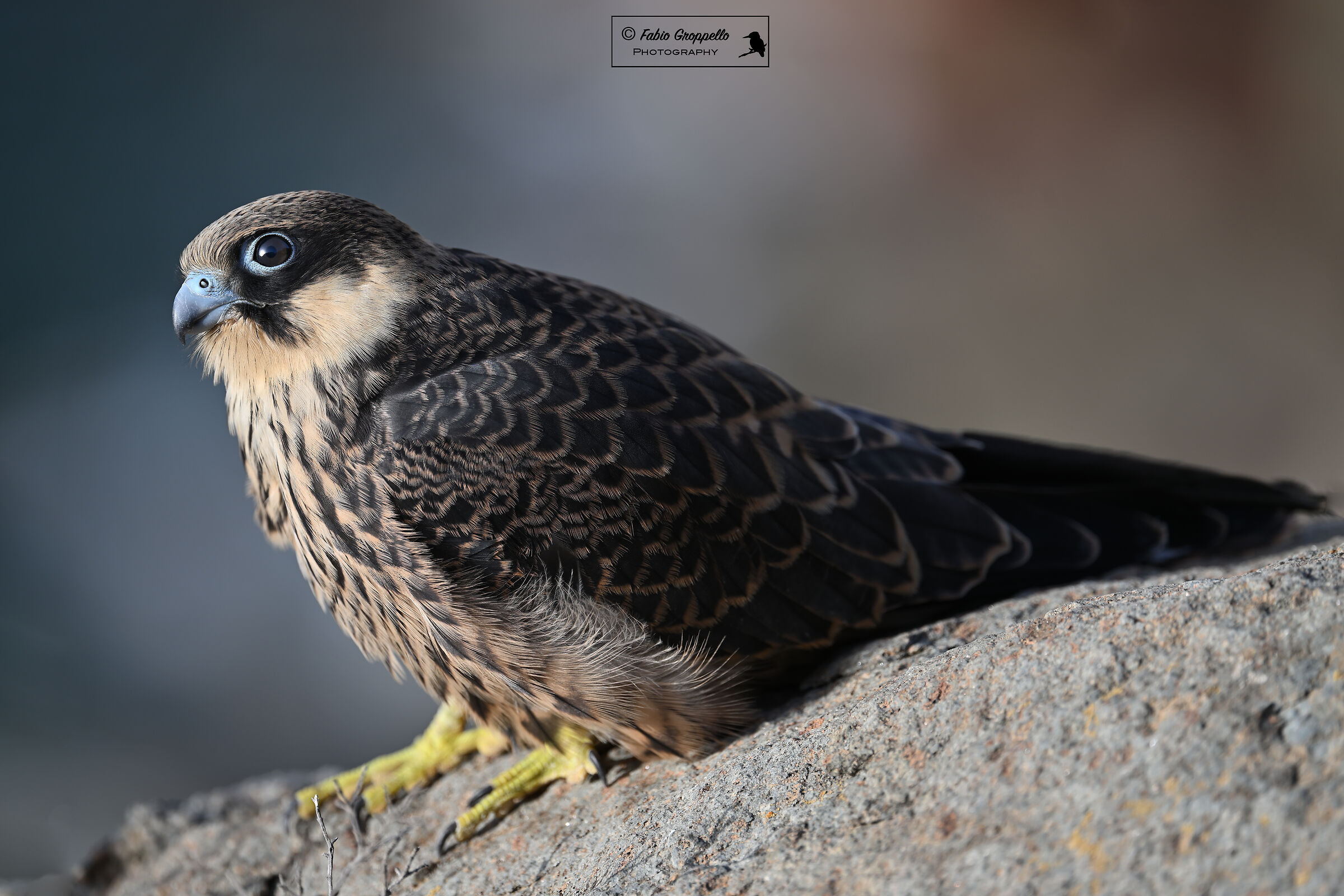 Falco Eleonorae (young)