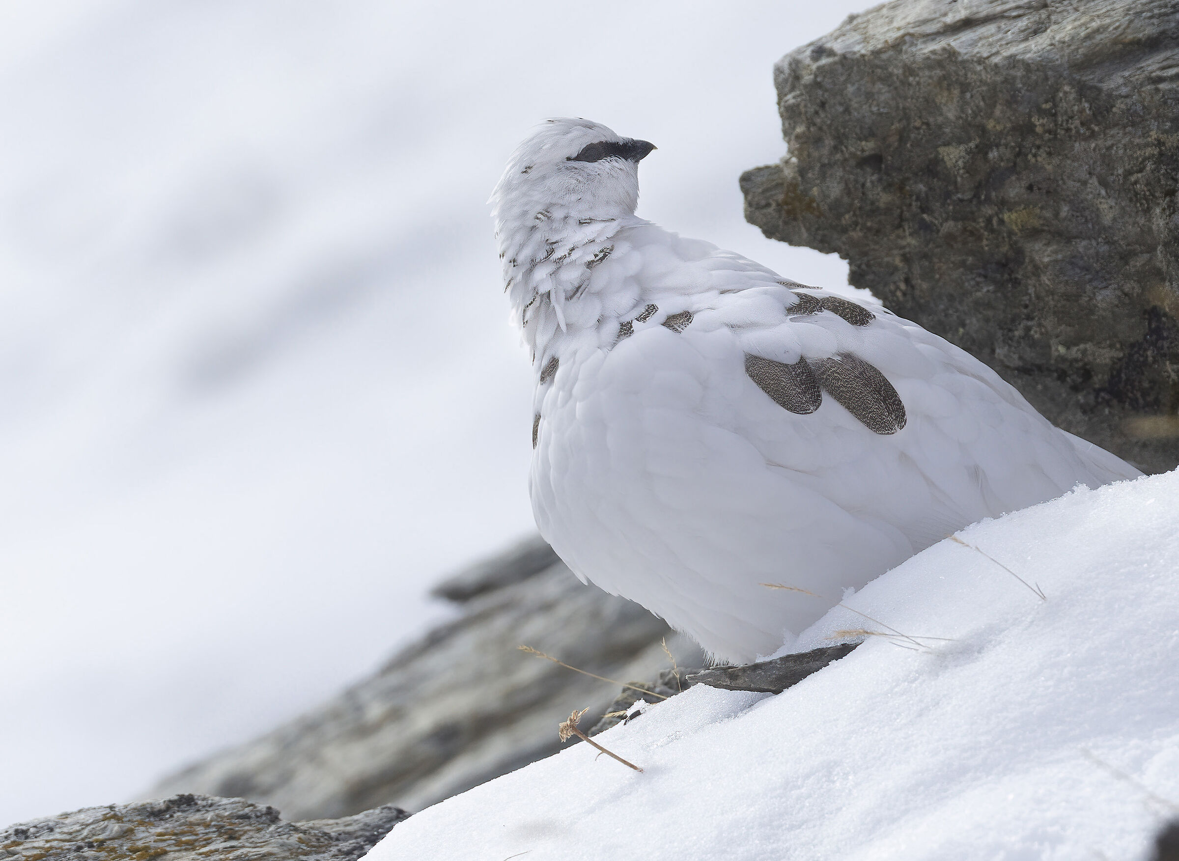 il mio profilo migliore, pernice bianca