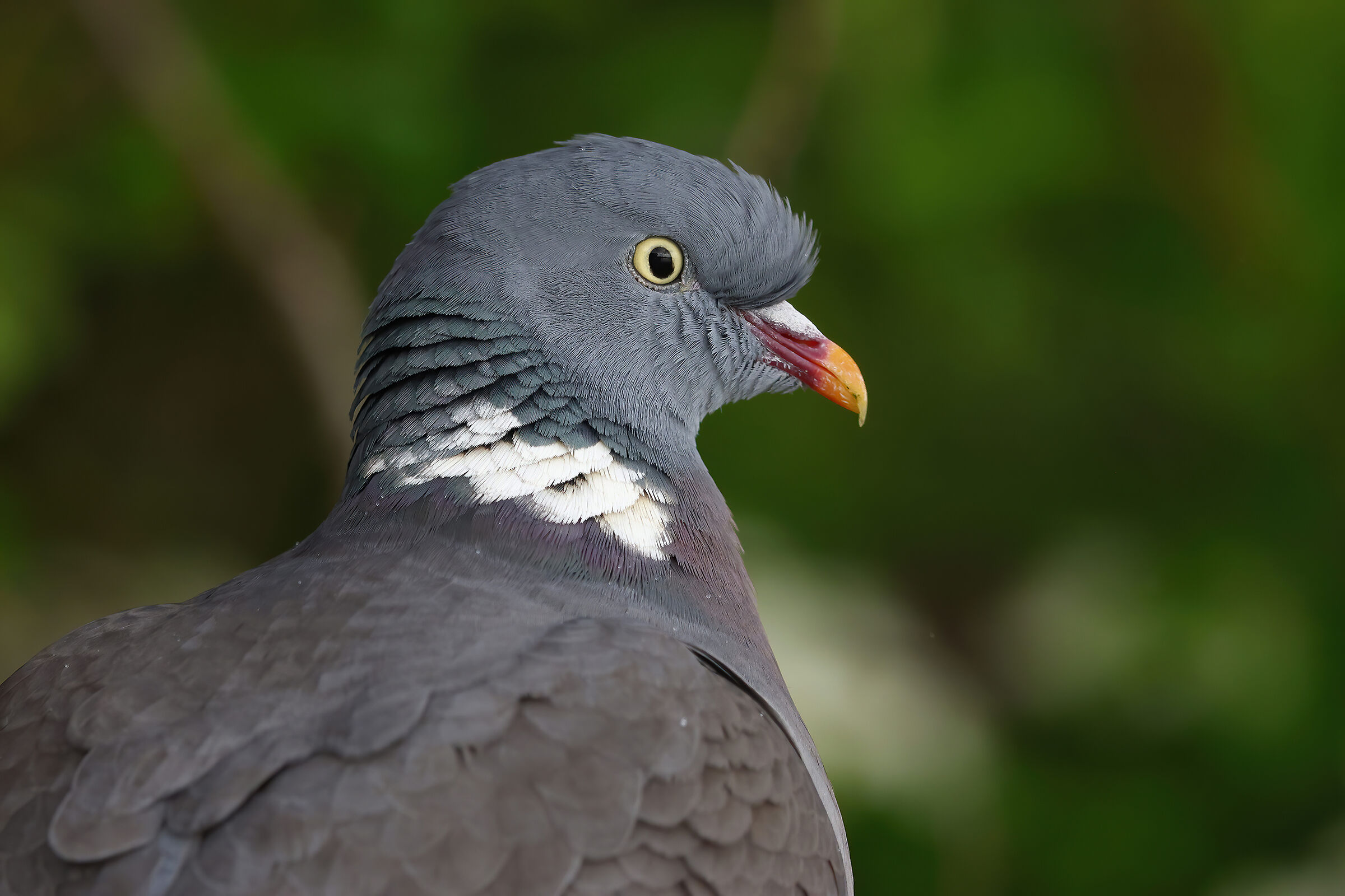Wood pigeon