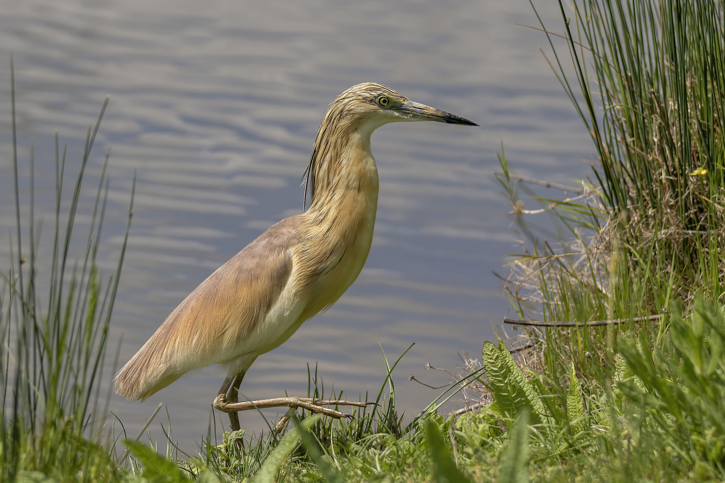 Squacco heron