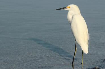 Egretta thula