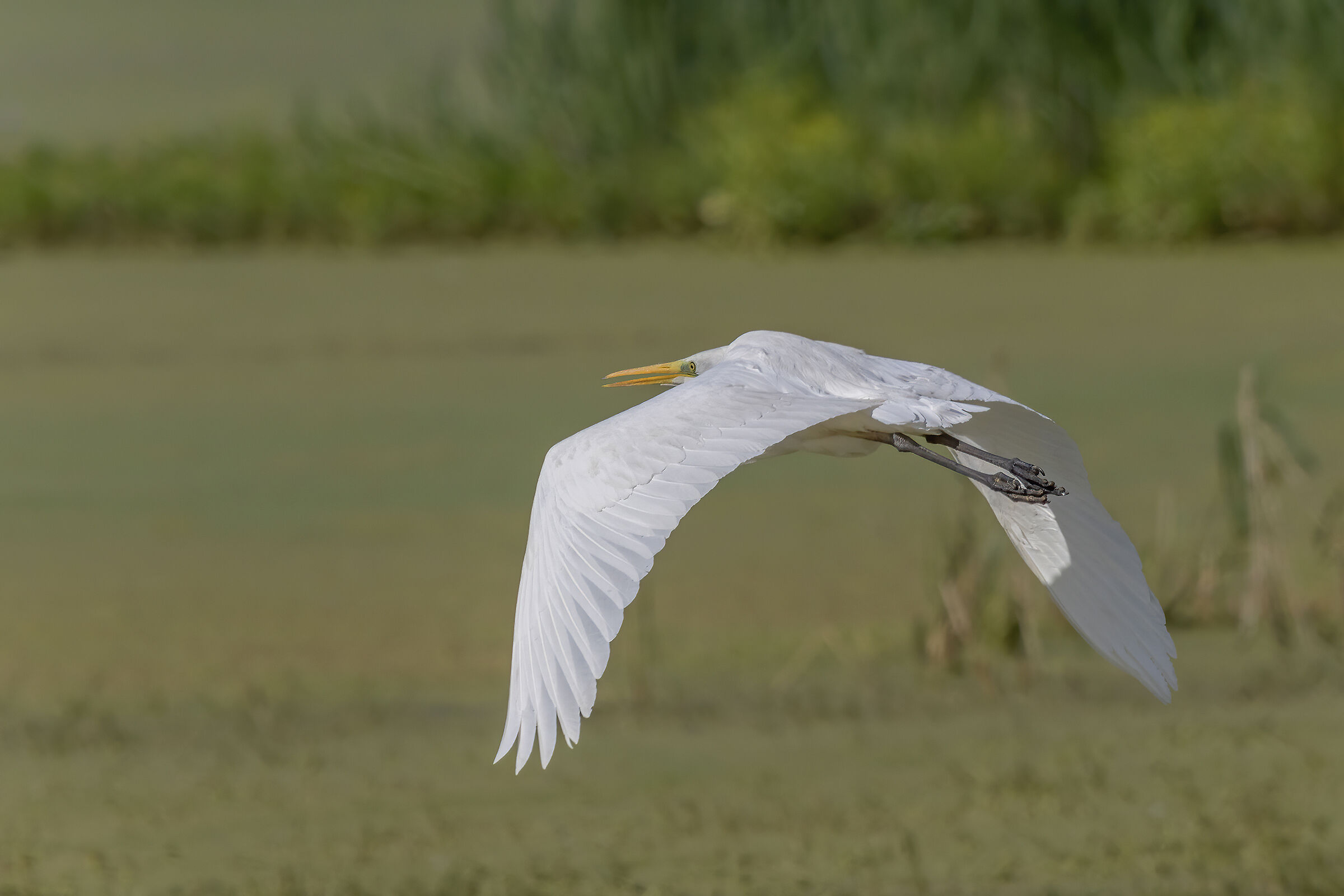 White Heron
