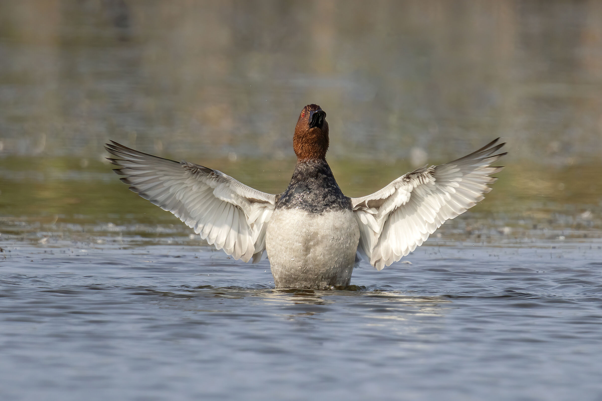 Common pochard