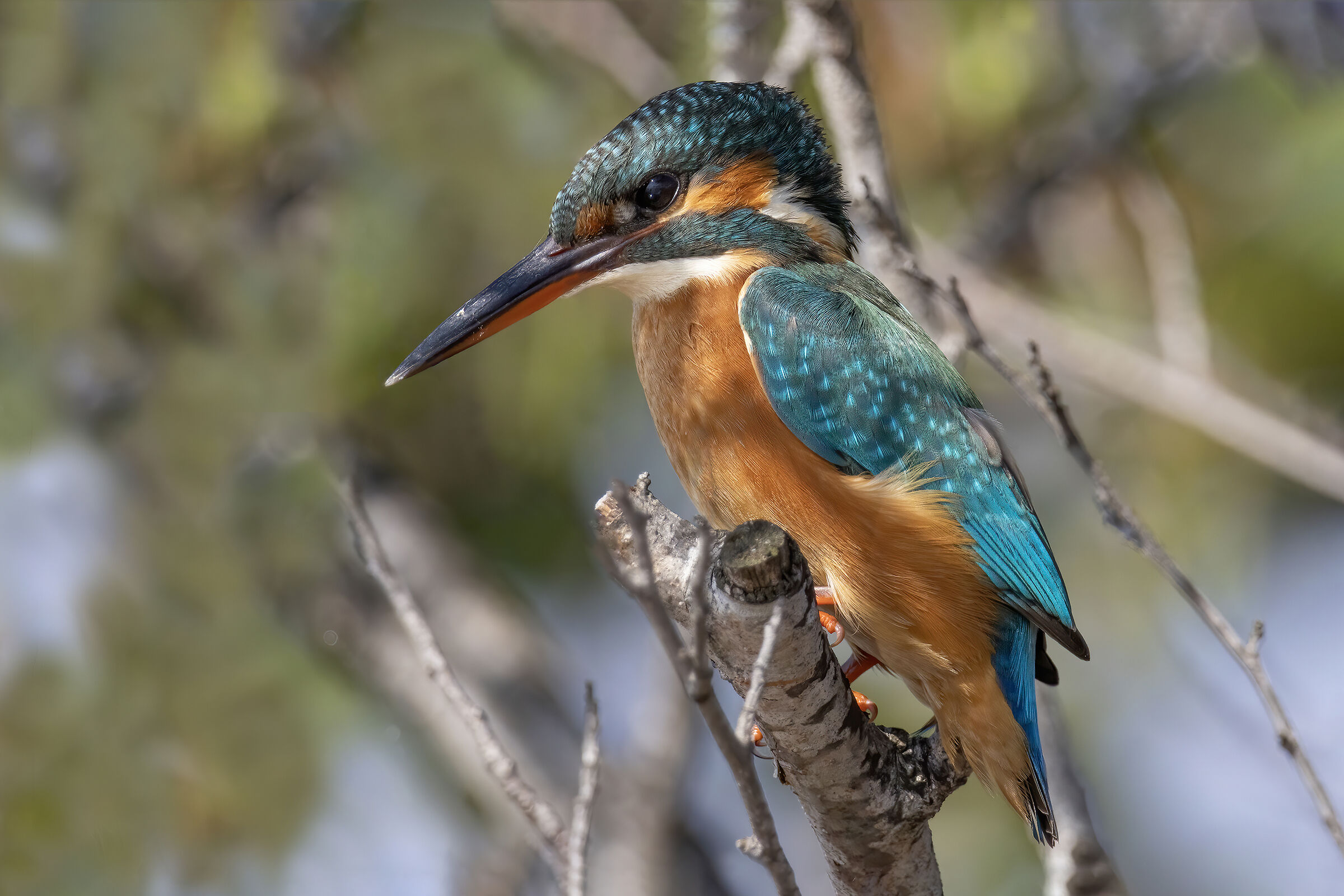 Kingfisher