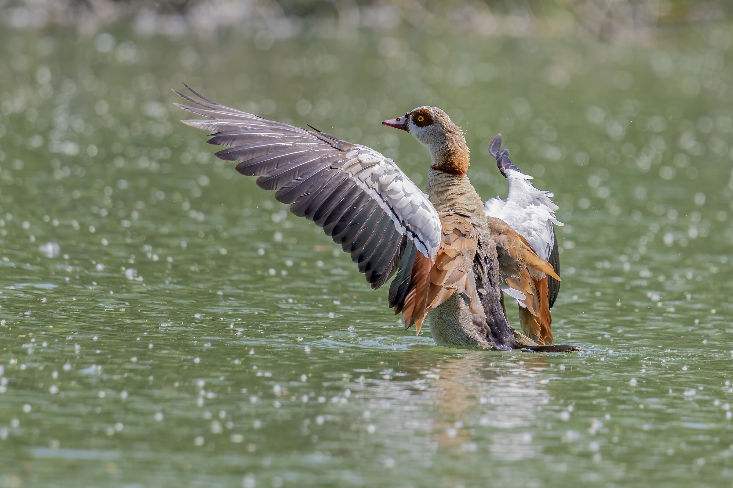 Egyptian goose