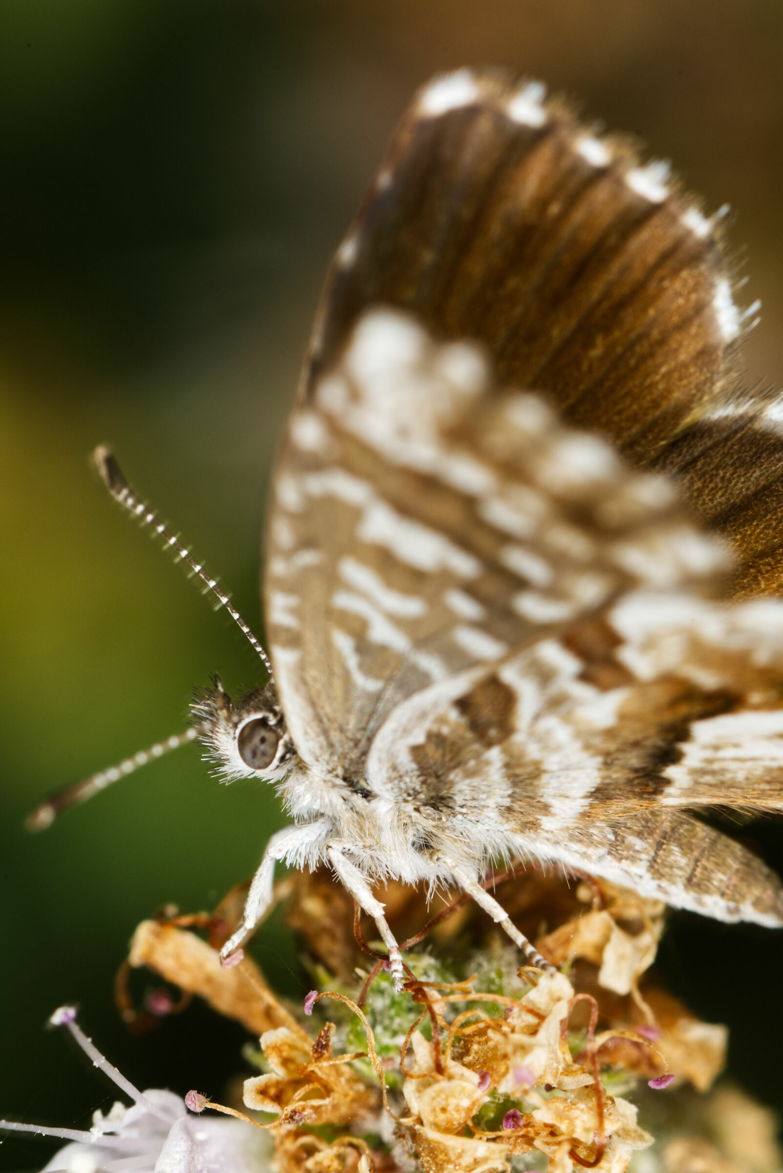 macro