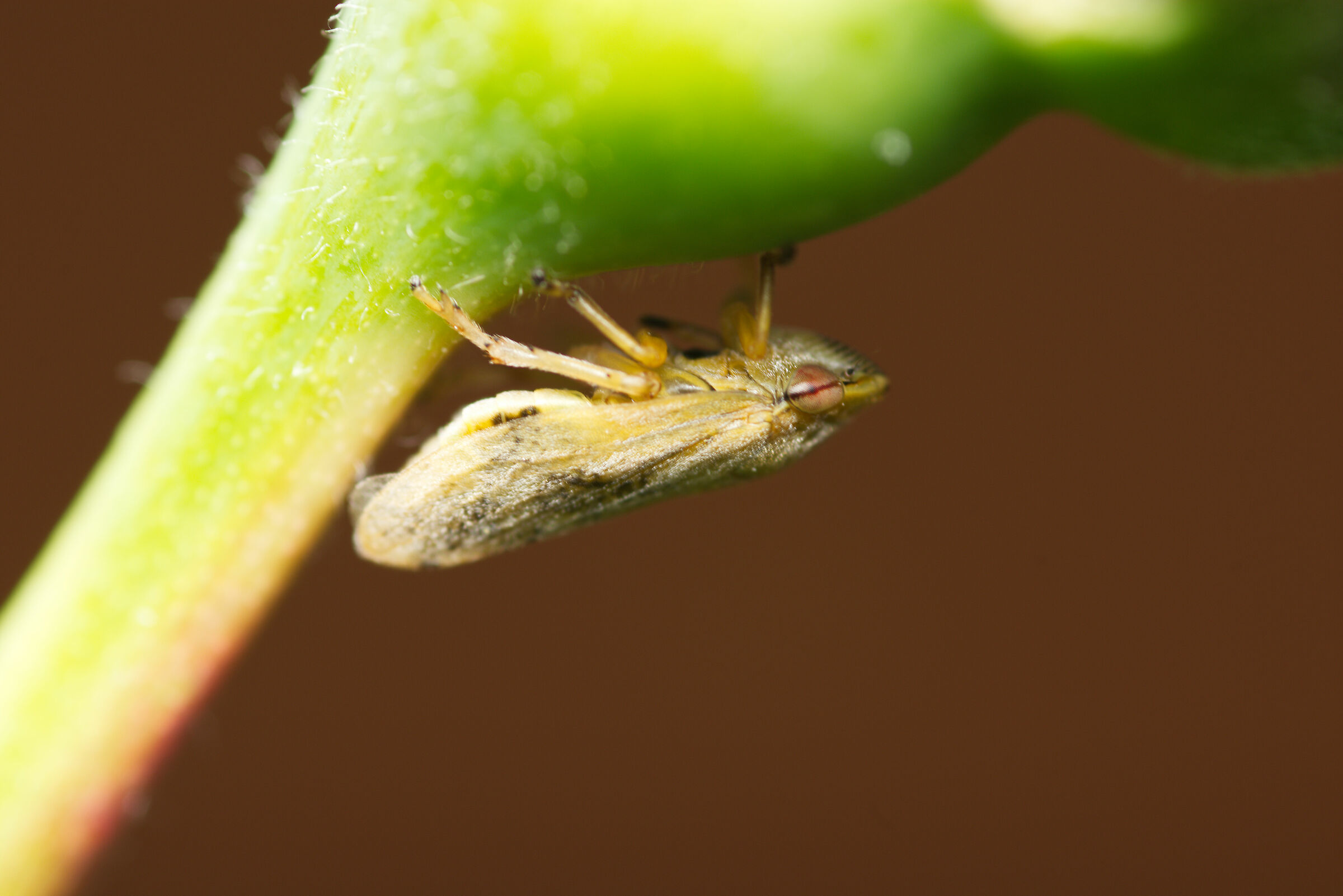 macro