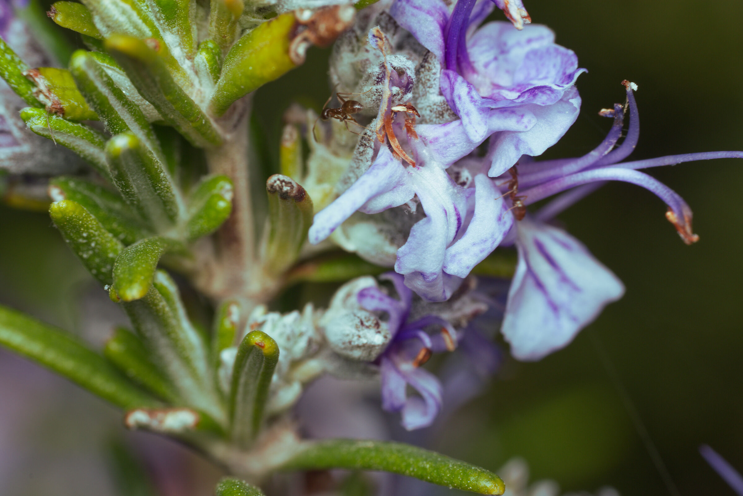 macro