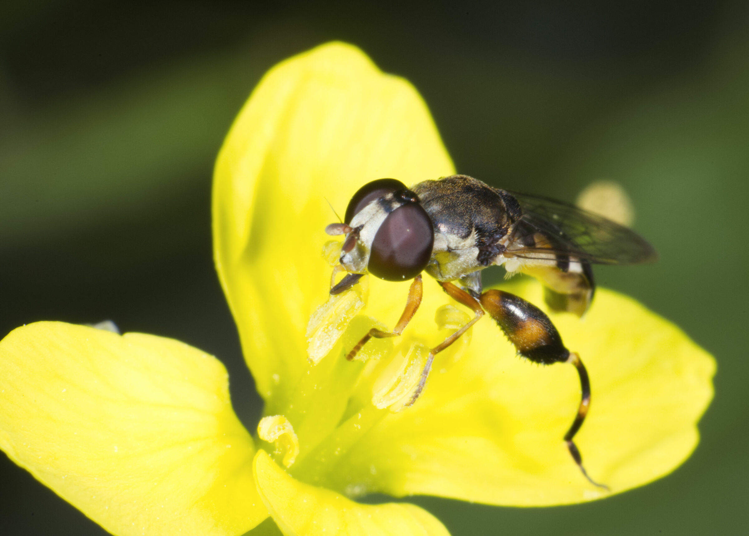 macro