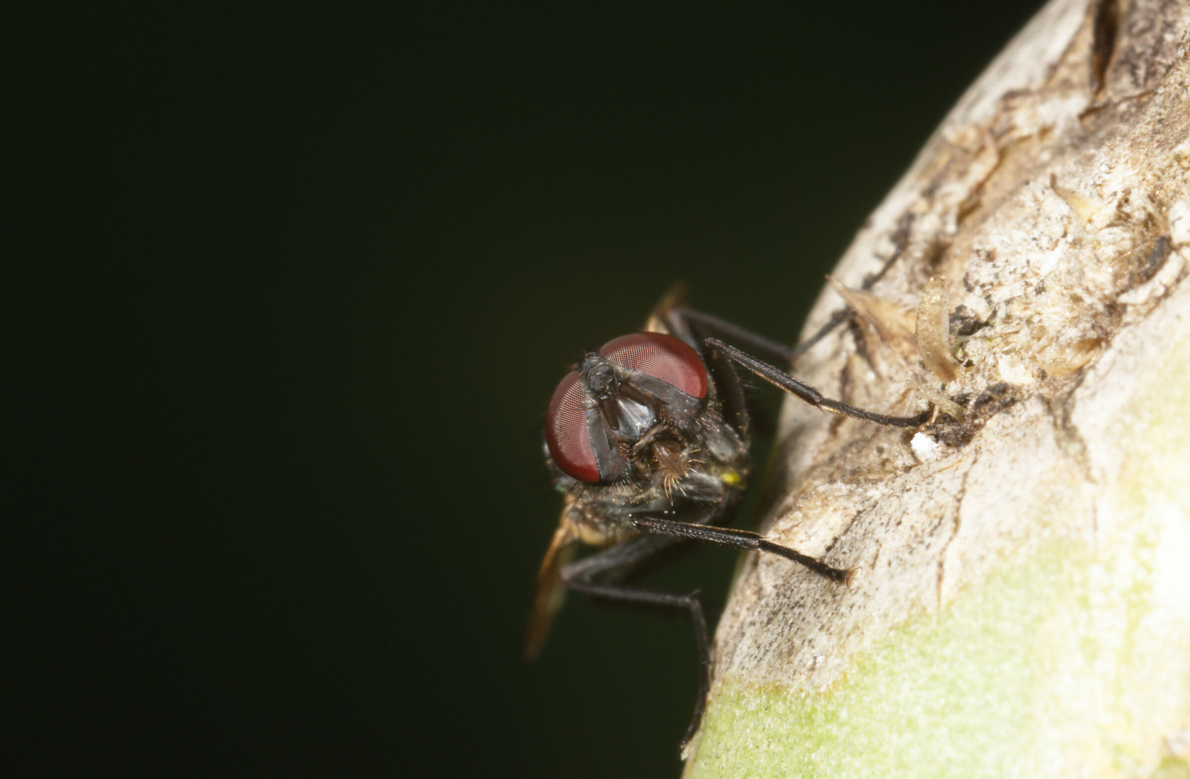 macro