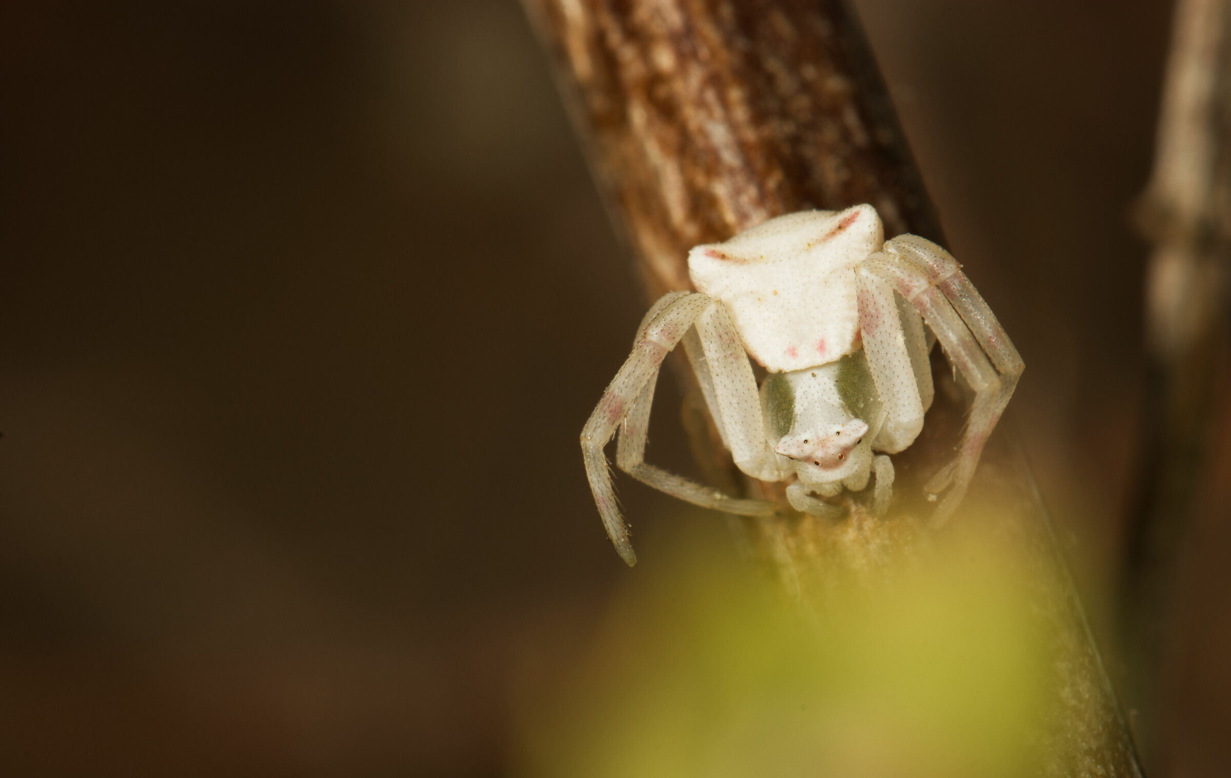 macro