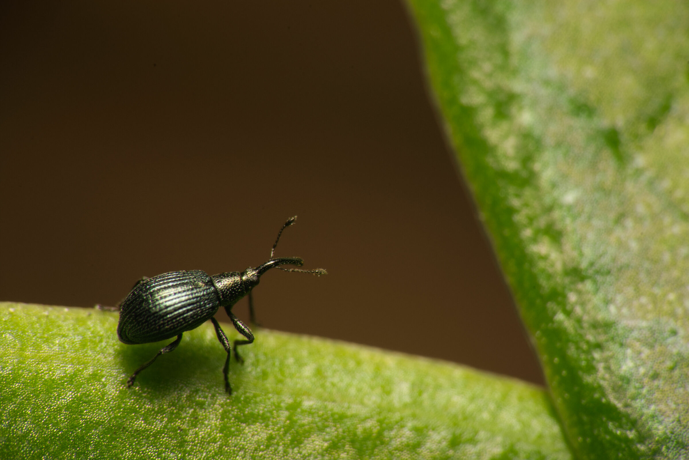 macro