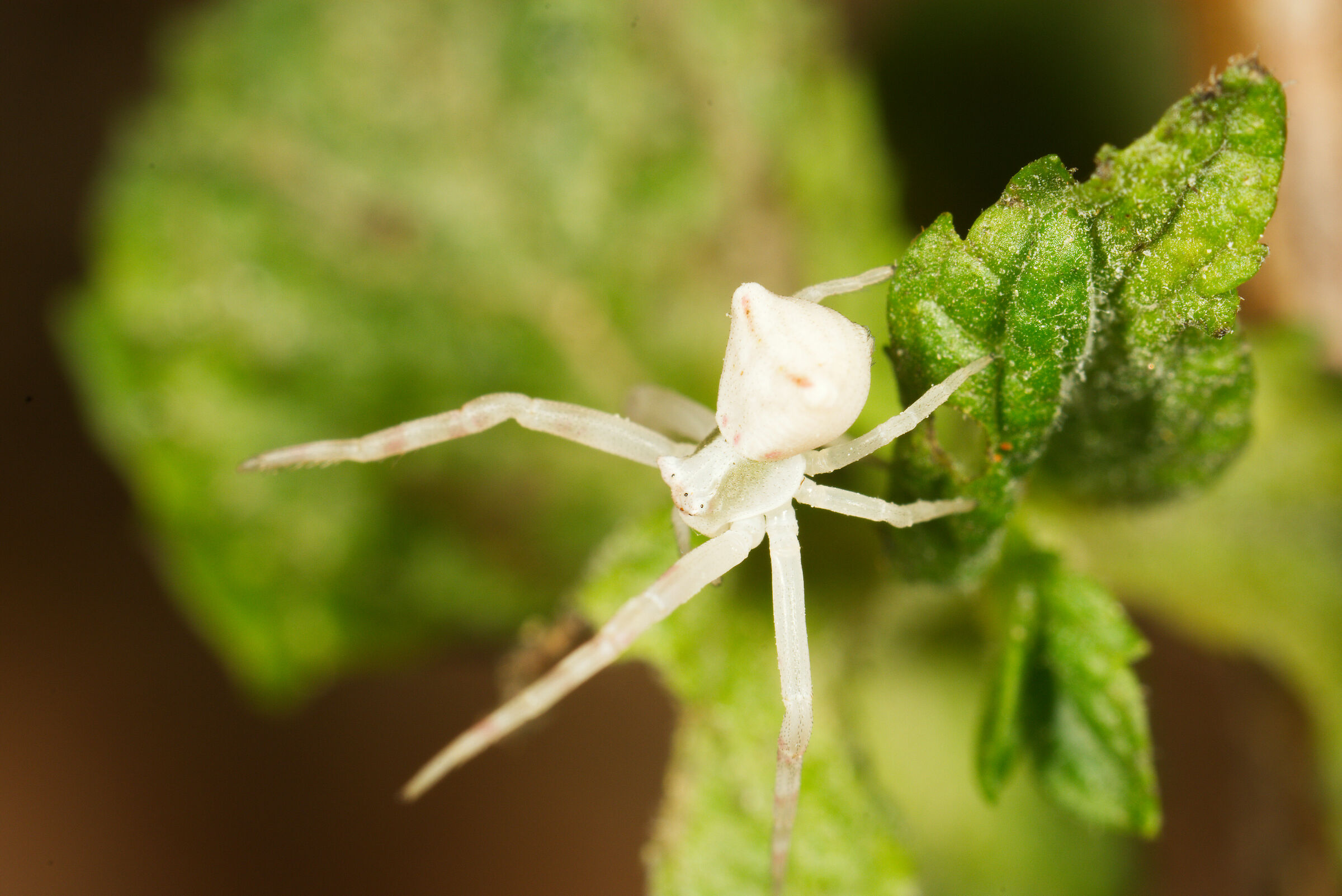 macro