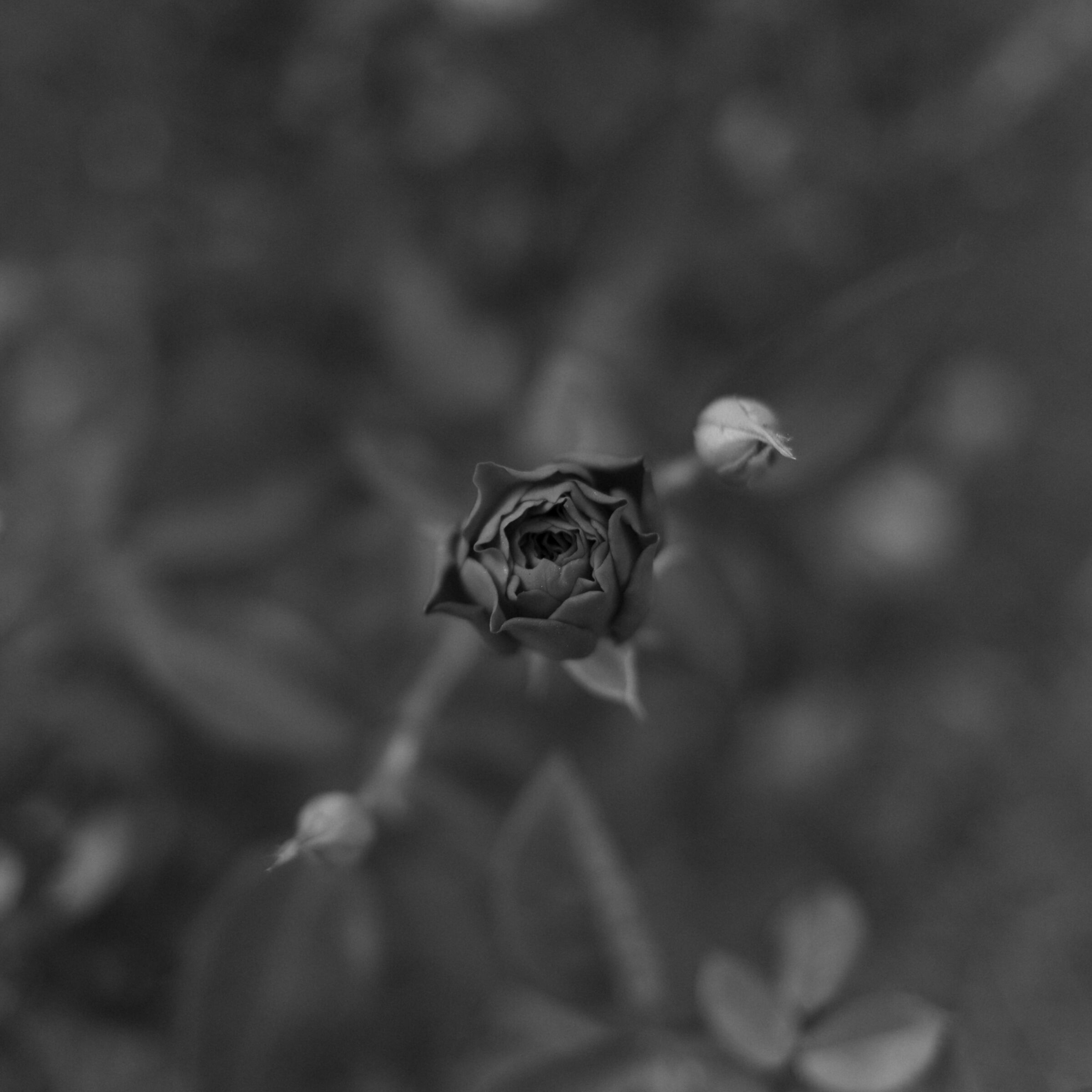 Specie non pervenuta