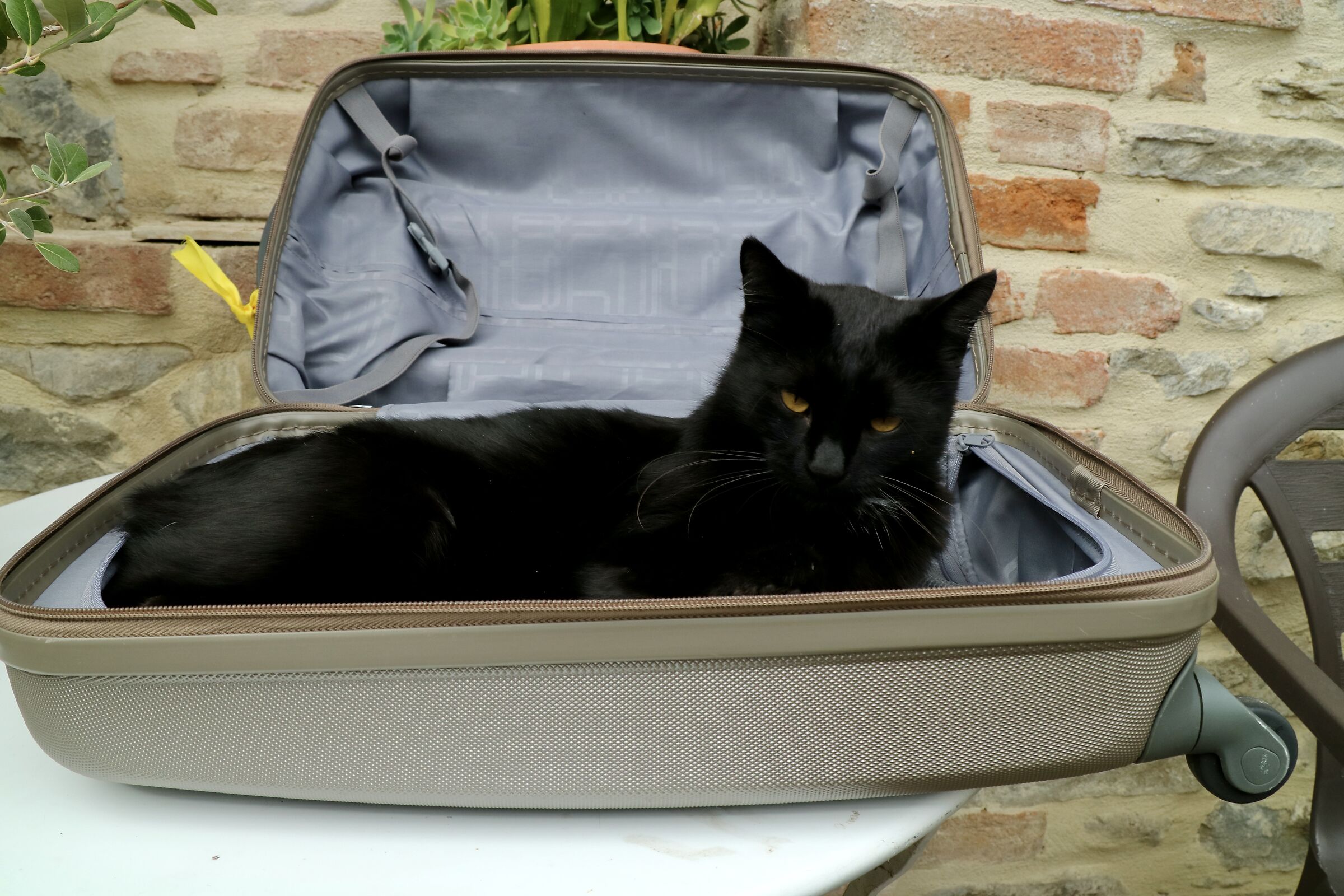 Non si dimentica nulla, neppure il gatto...