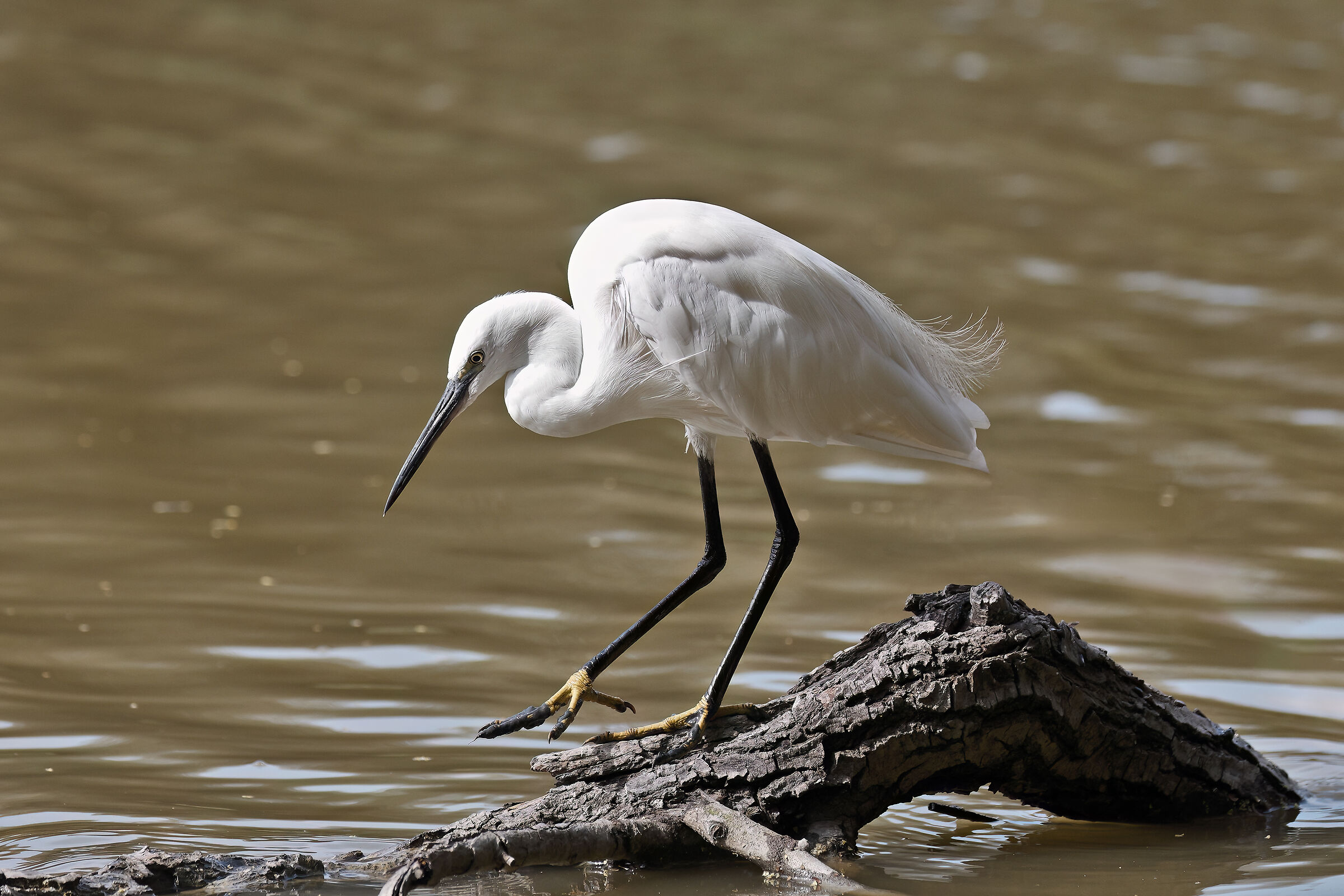 Garzetta in Punta di Zampe