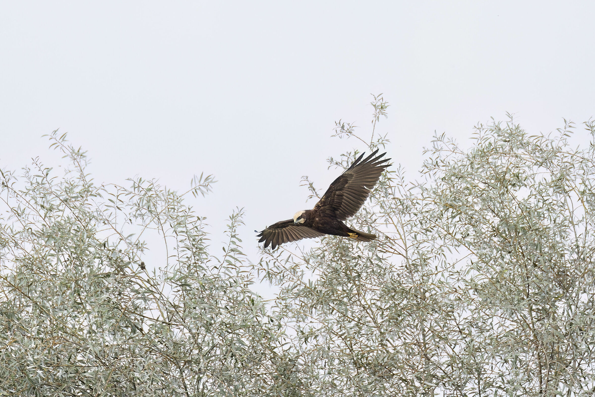 Falco di Palude (Femmina) in Ricognizione