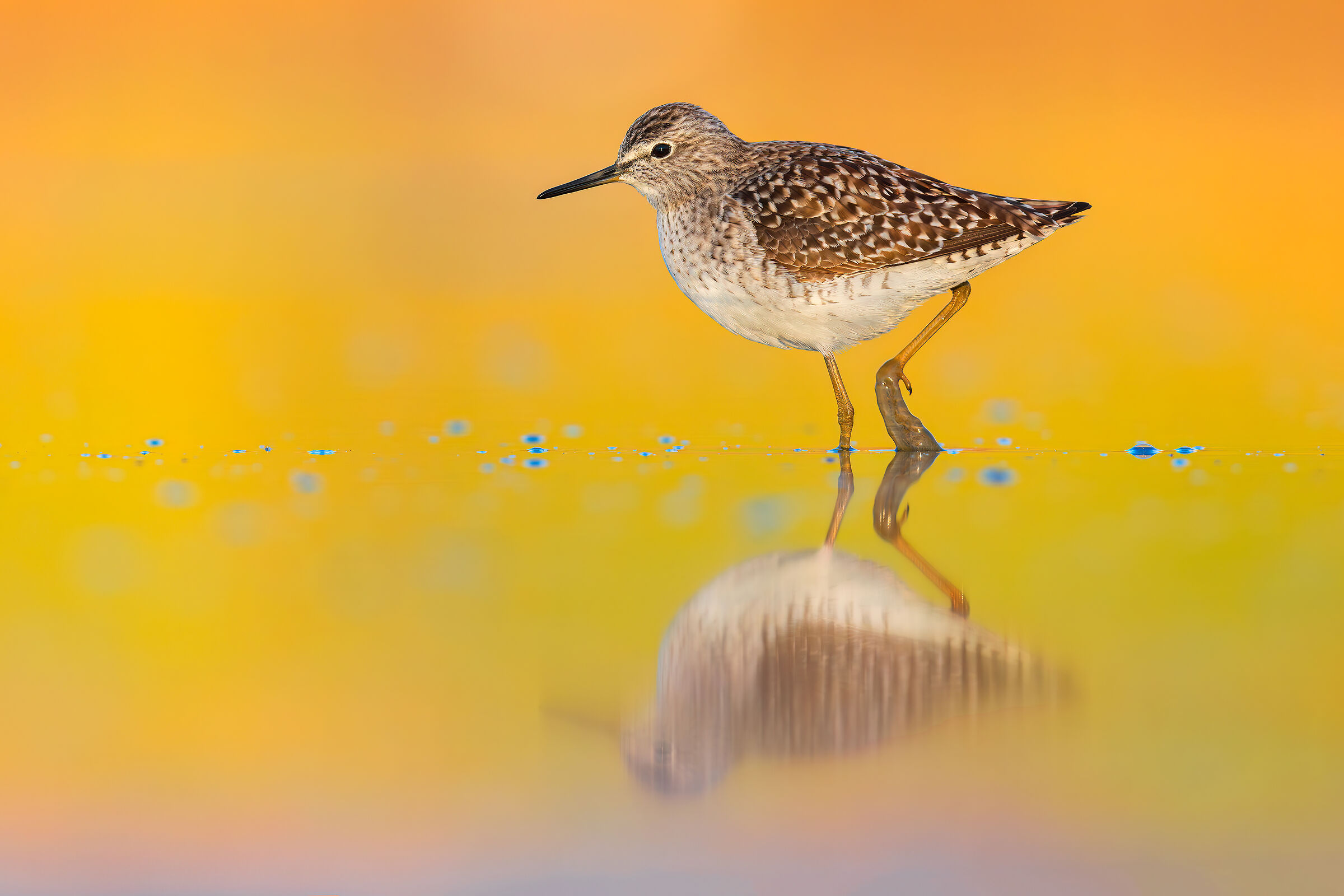 Piro Piro Boschereccio