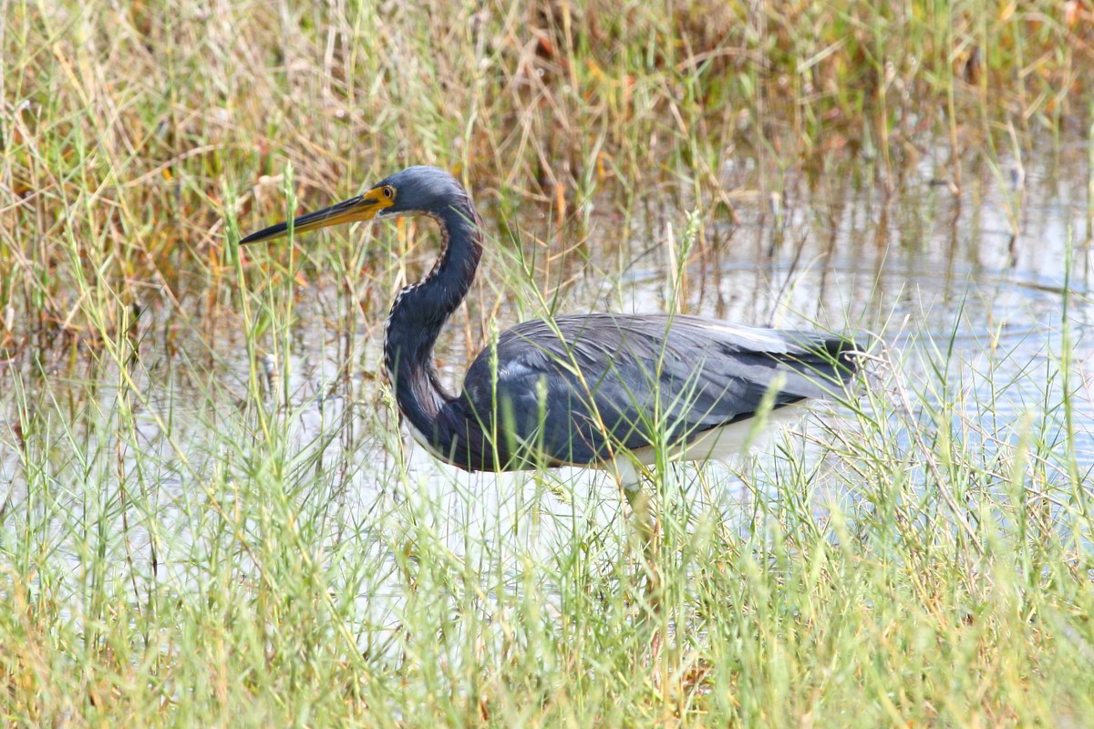 Tricolored Heron (tricolored heron)
