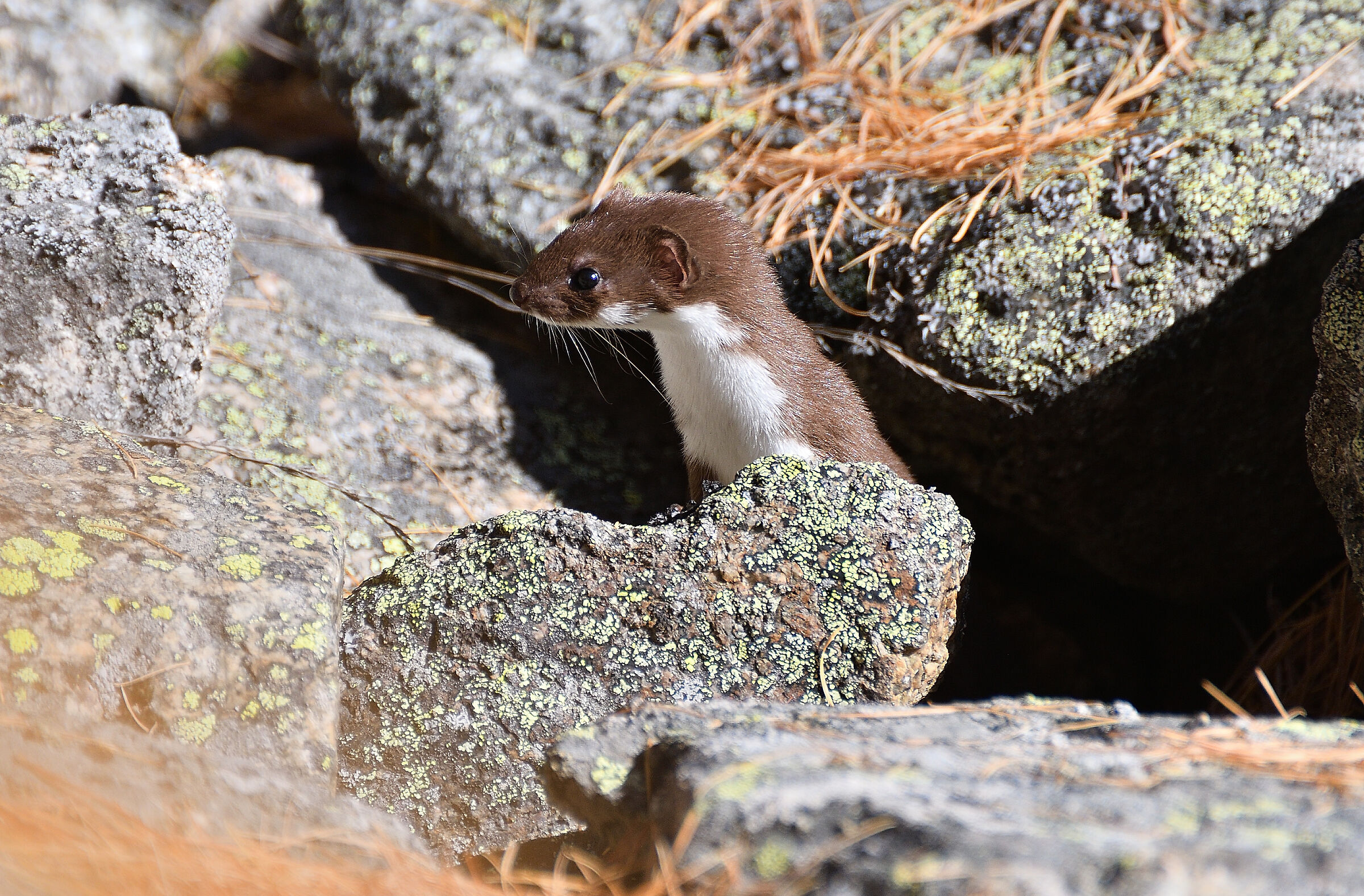 Weasel.. between the boulders..
