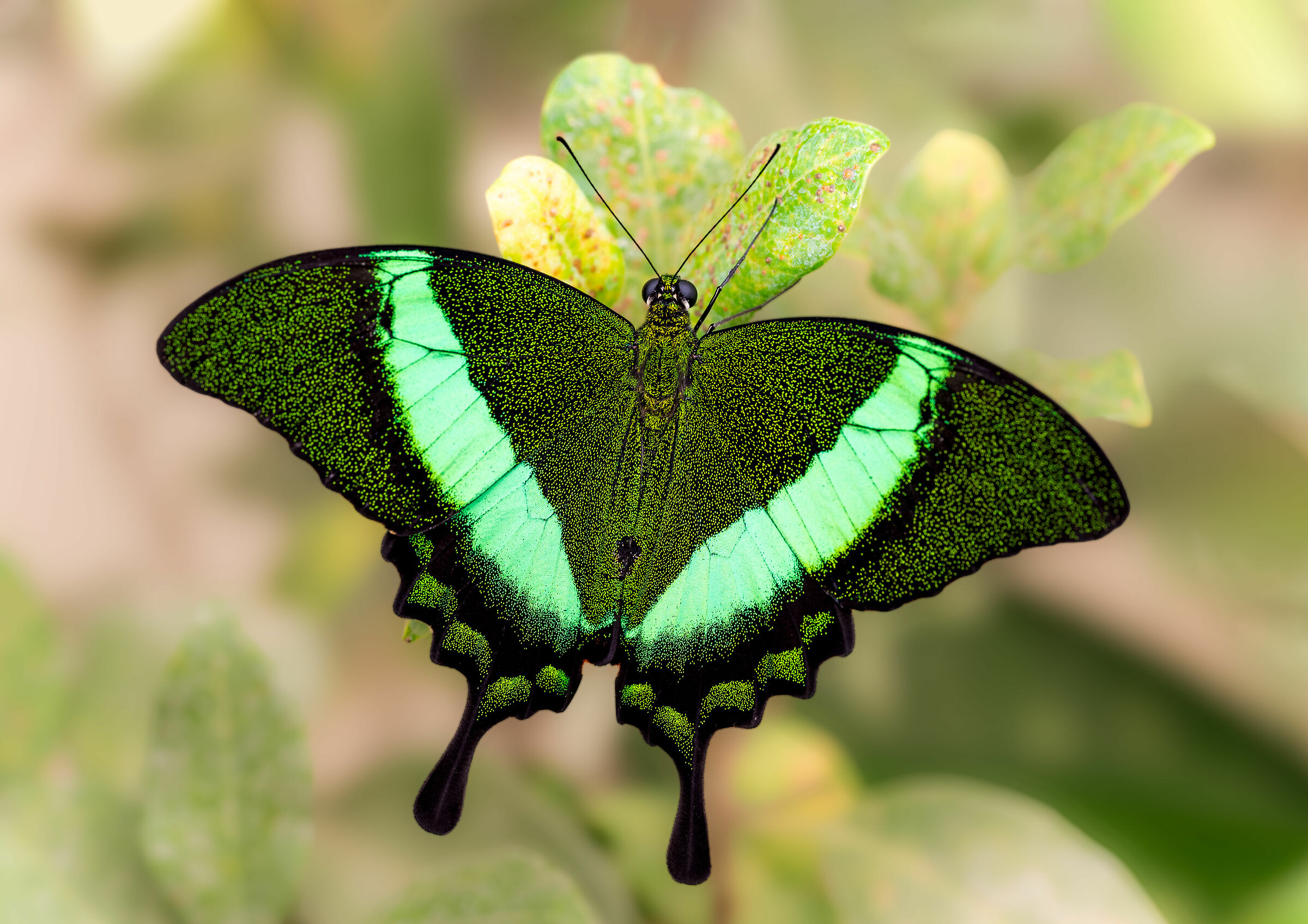 Papilio palinurus