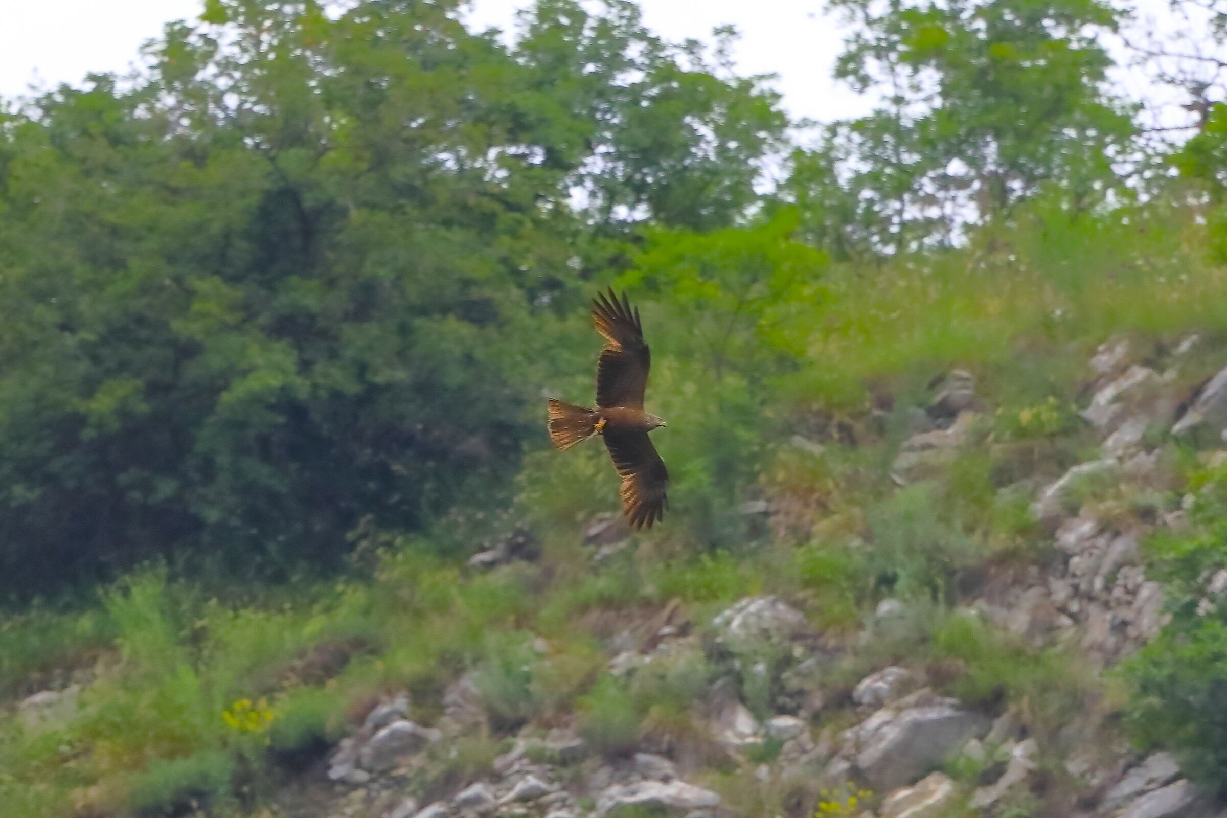 Black Kite 04-06-2023