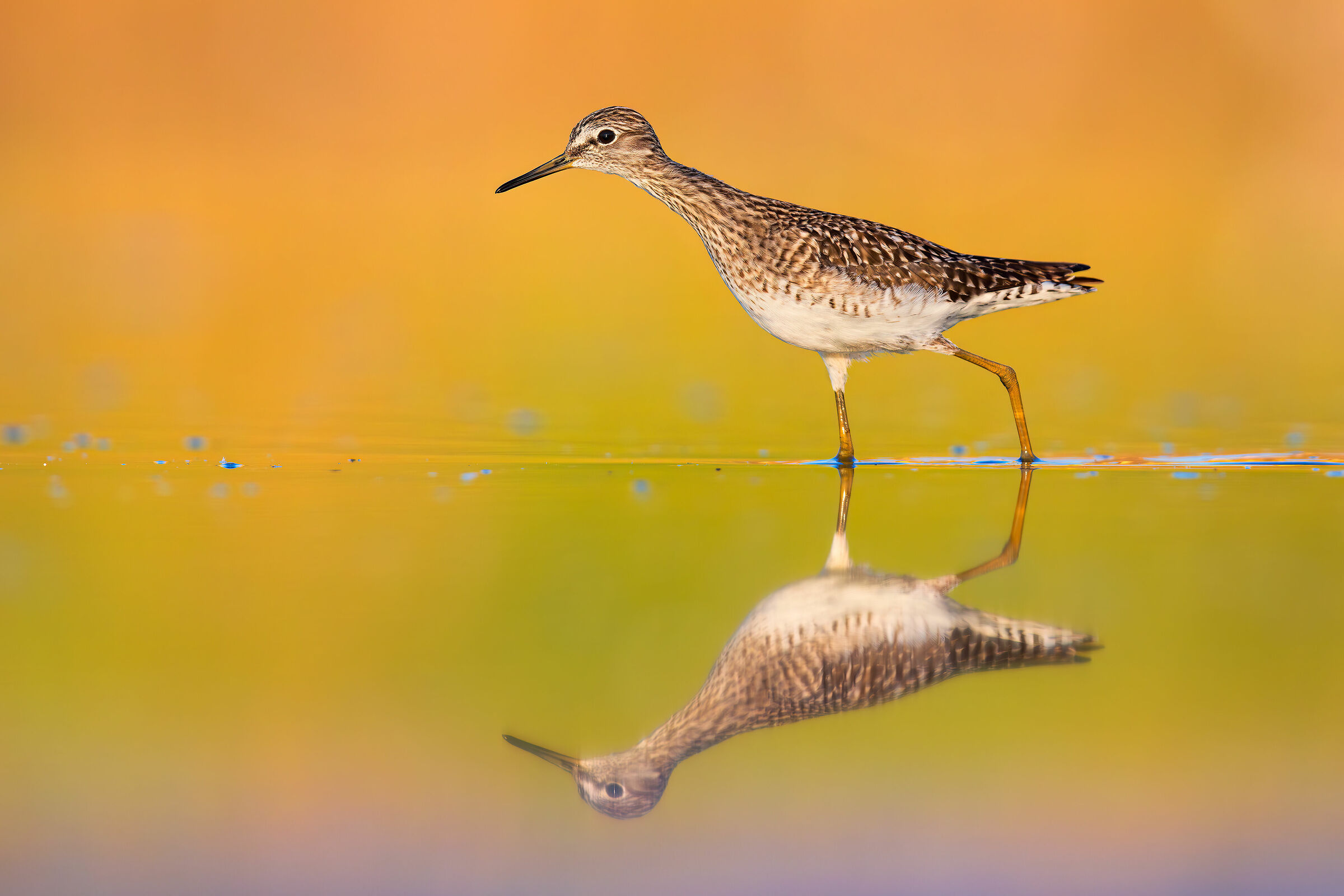 Piro Piro Boschereccio