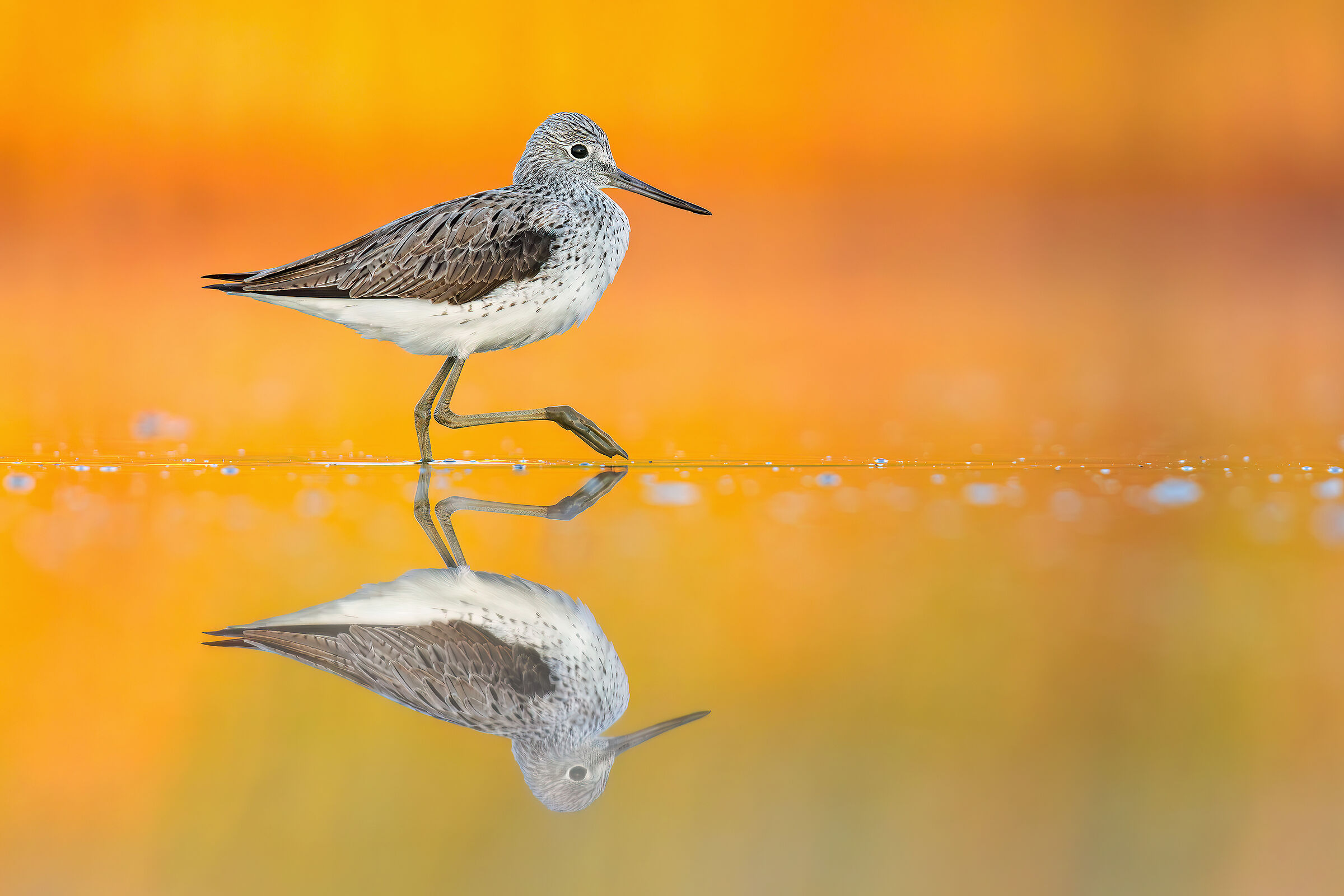 Greenshank