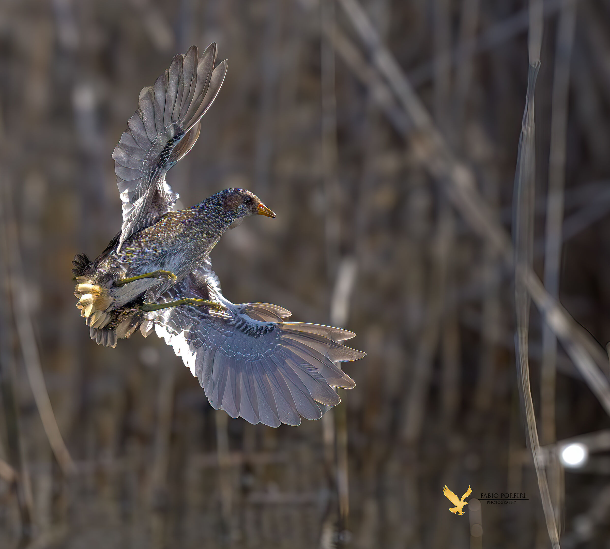 The little face in turn