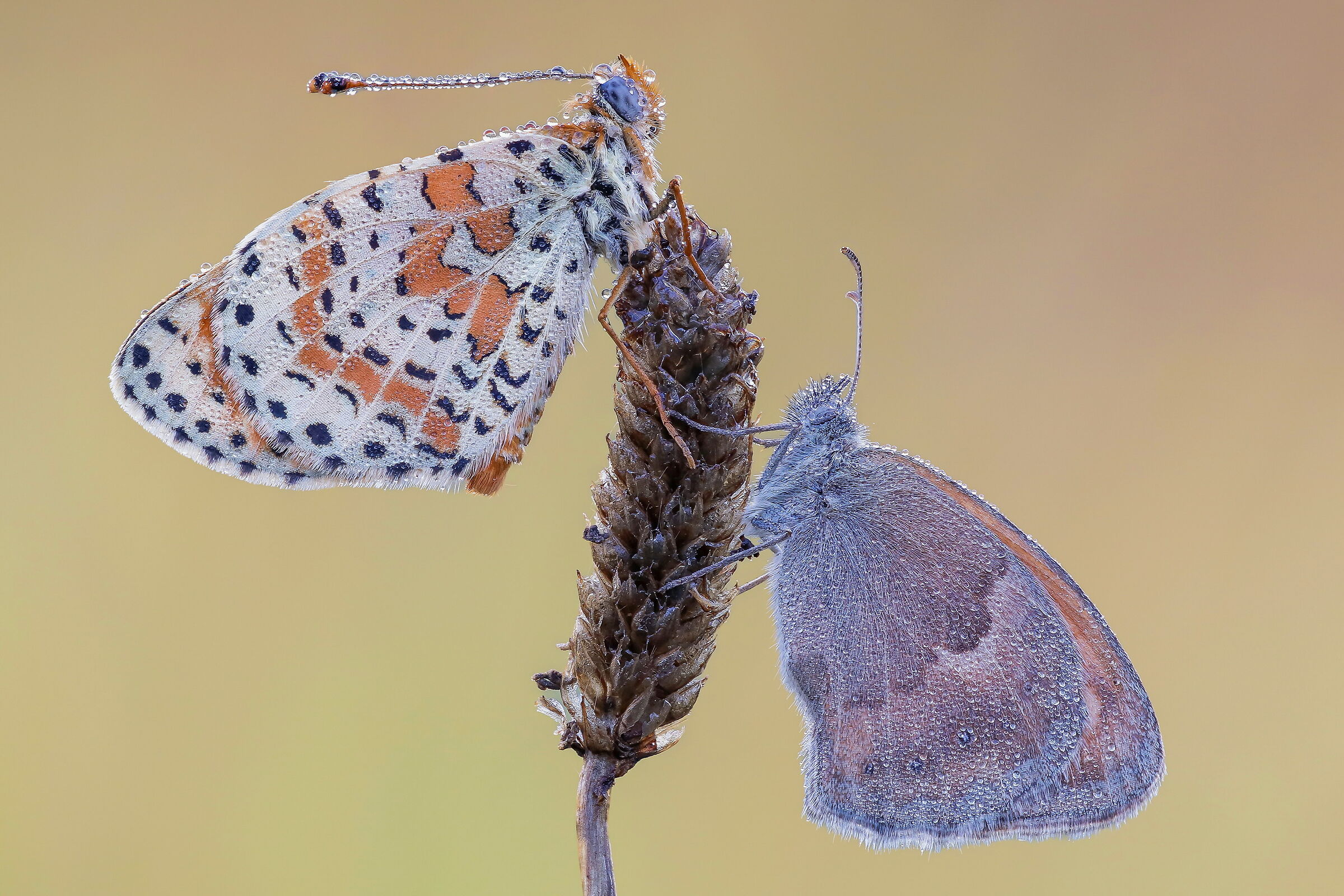 Melitaea didyma and Coenonympha pamphilus