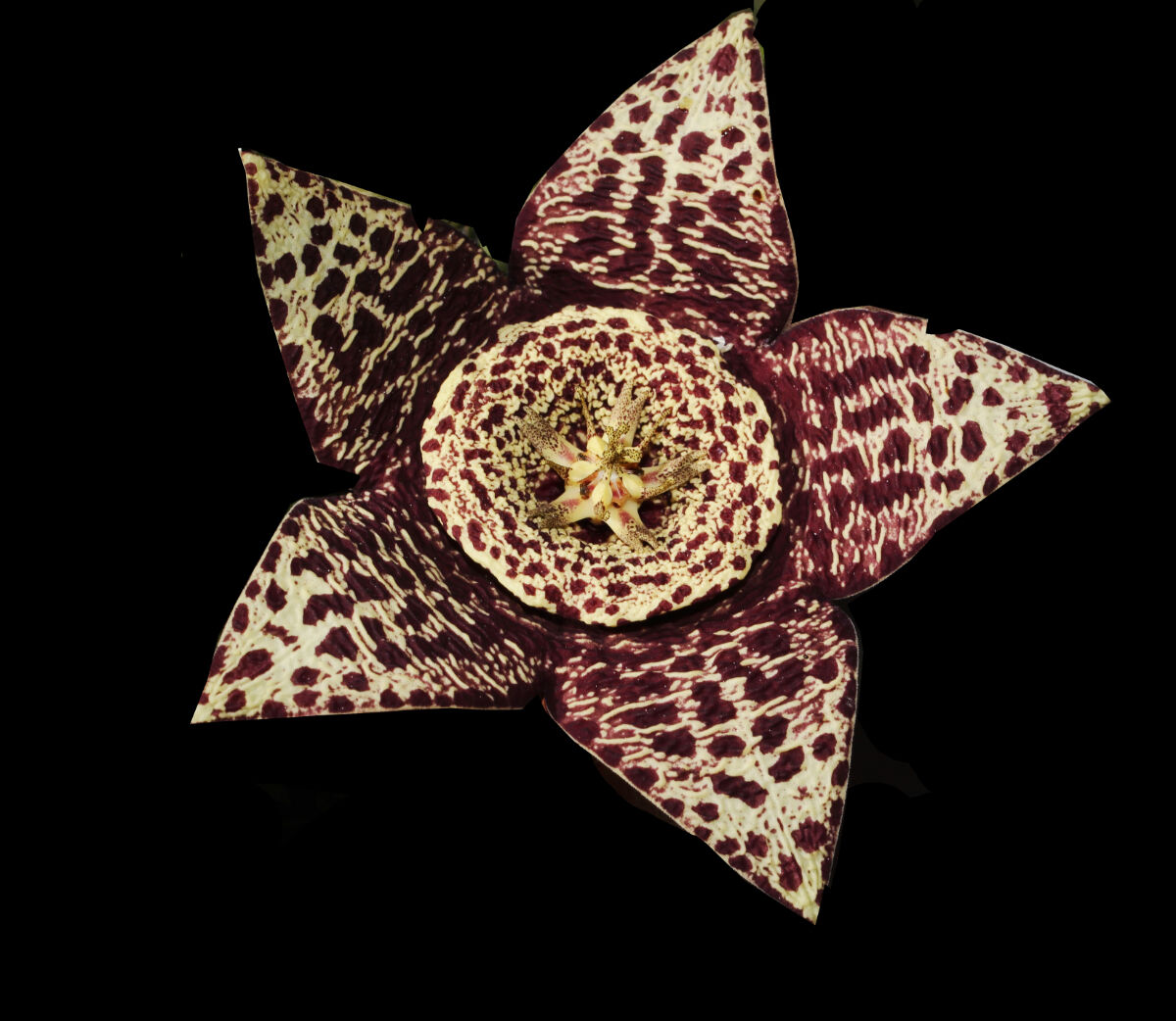Stapelia