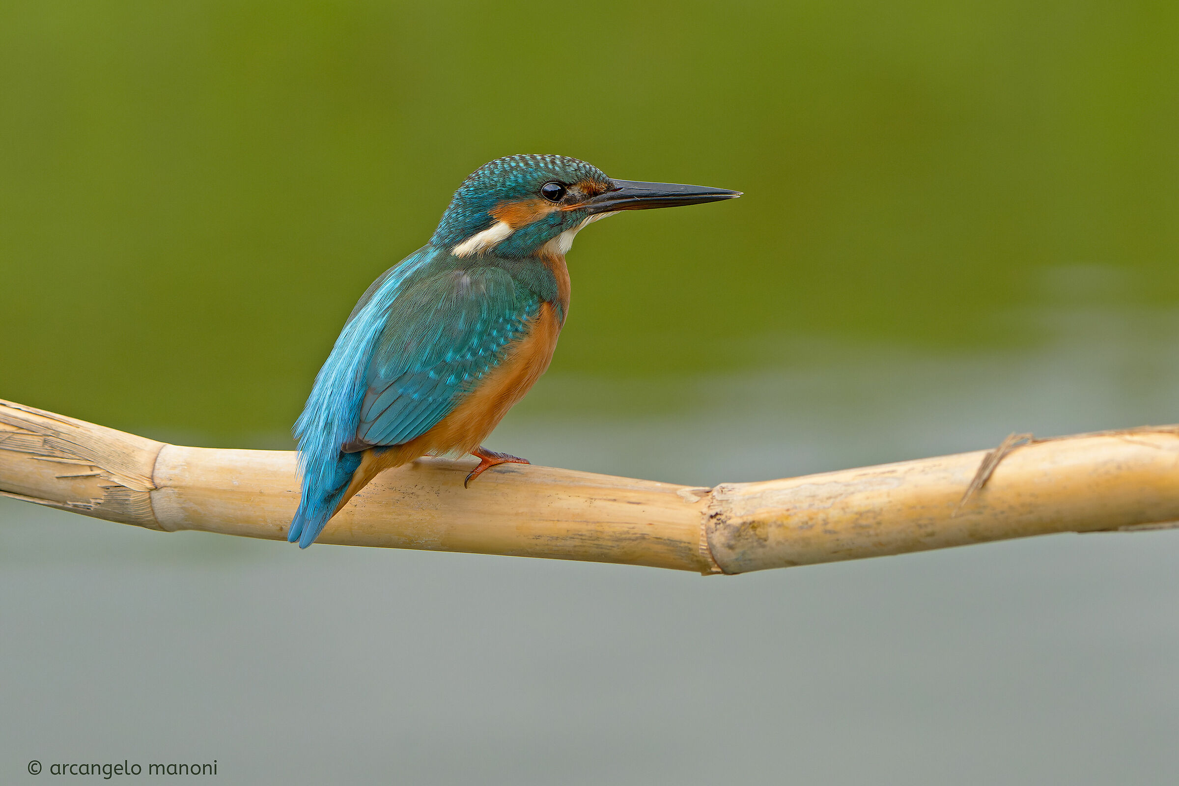 Il posatoio preferito dal mio martino