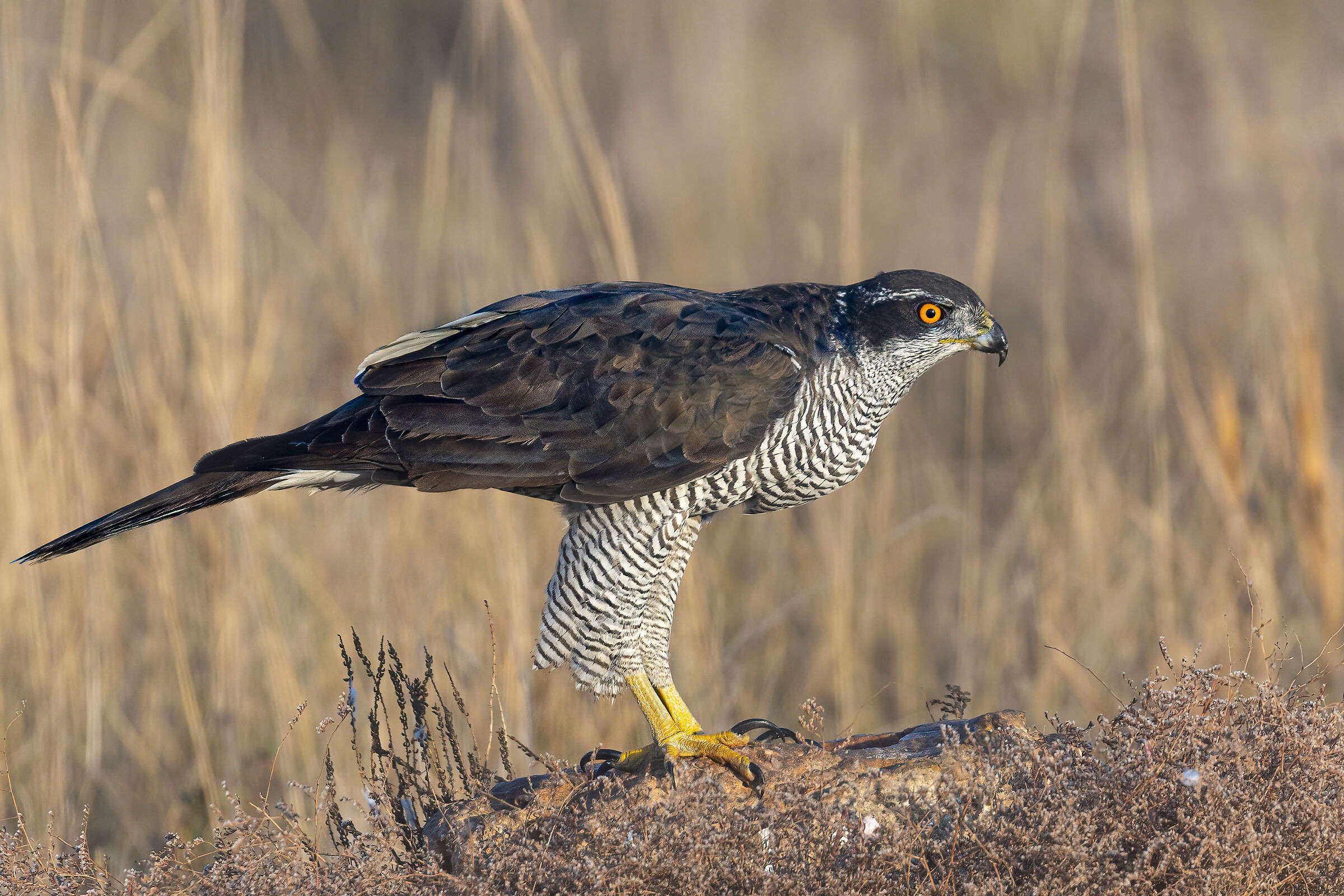 ai margini del campo, astore