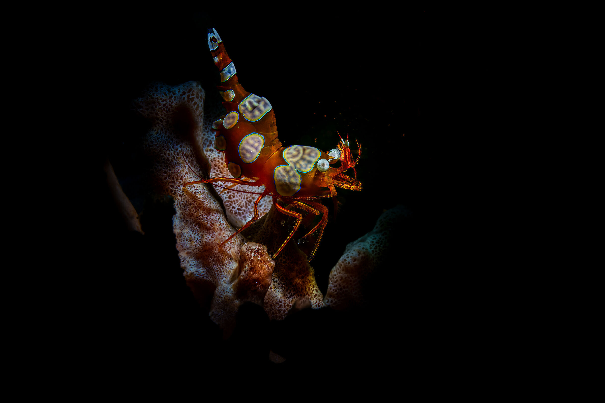 sexi shrimp  Thor amboinensis