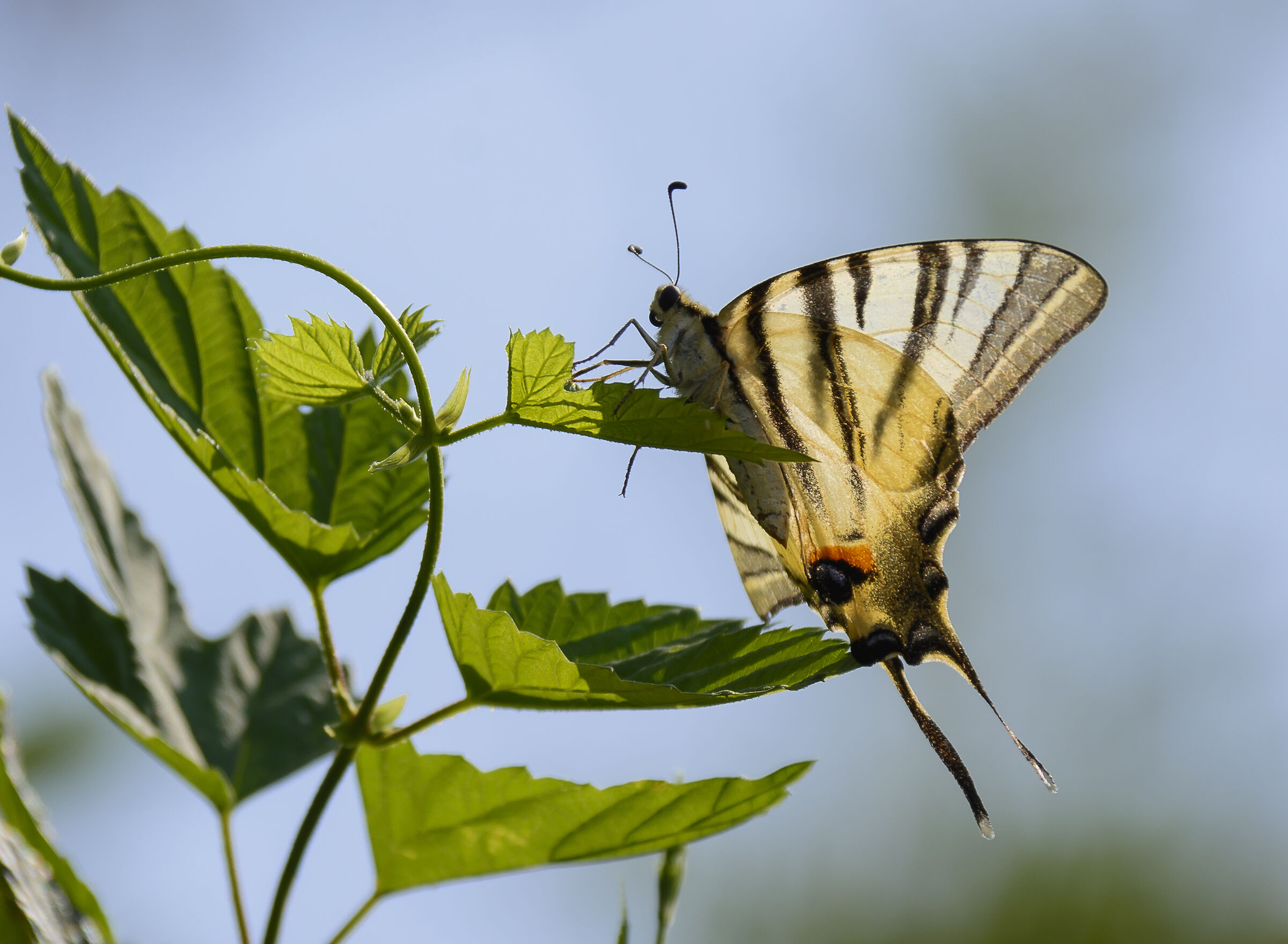 Swallowtail