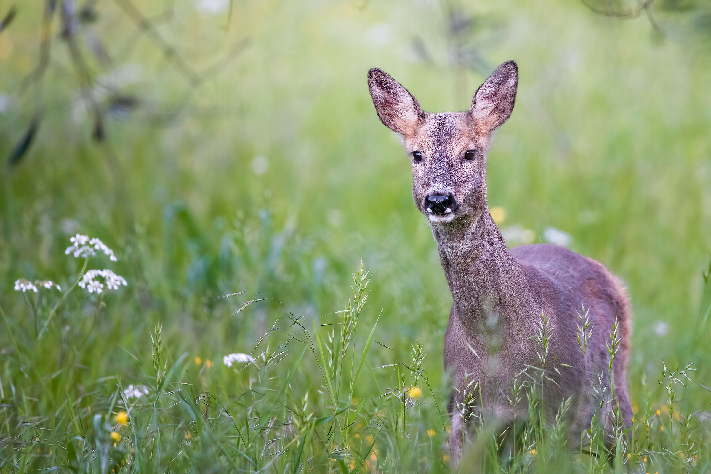 Roe deer f.