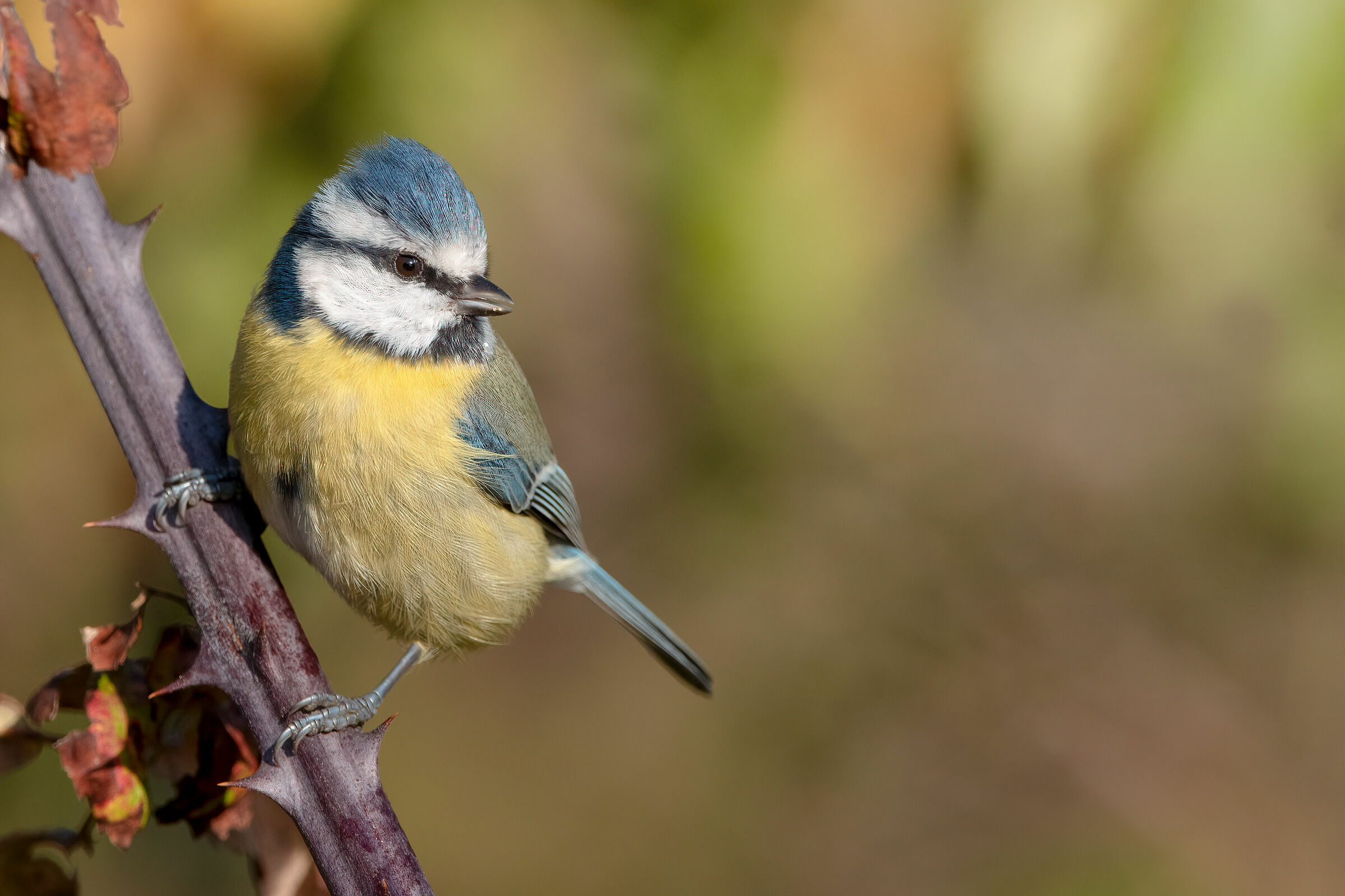 Blue/Cyanistes caeruleus (Tuscany/October 2023)